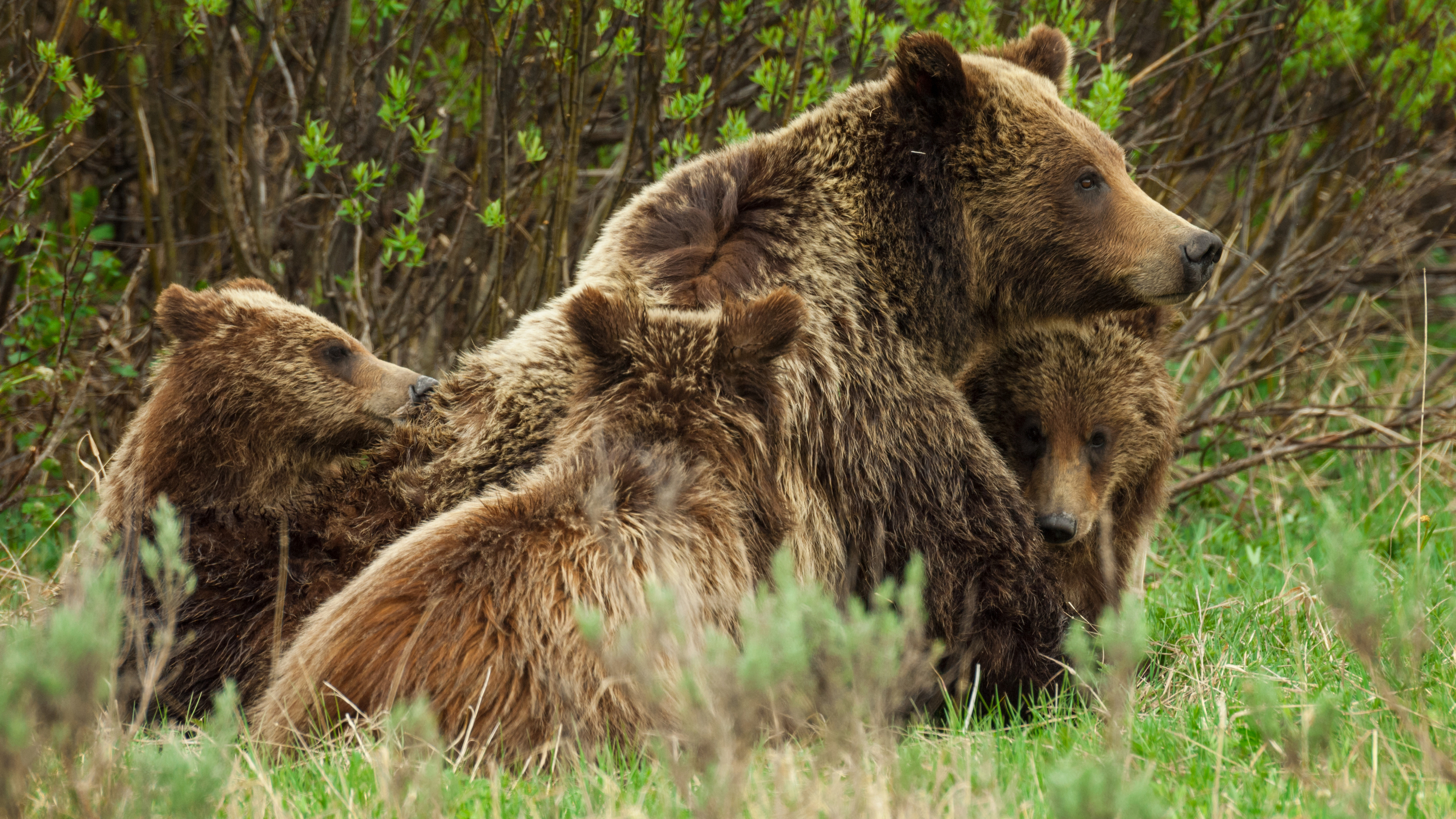 Tetons drottning: grizzly 399
