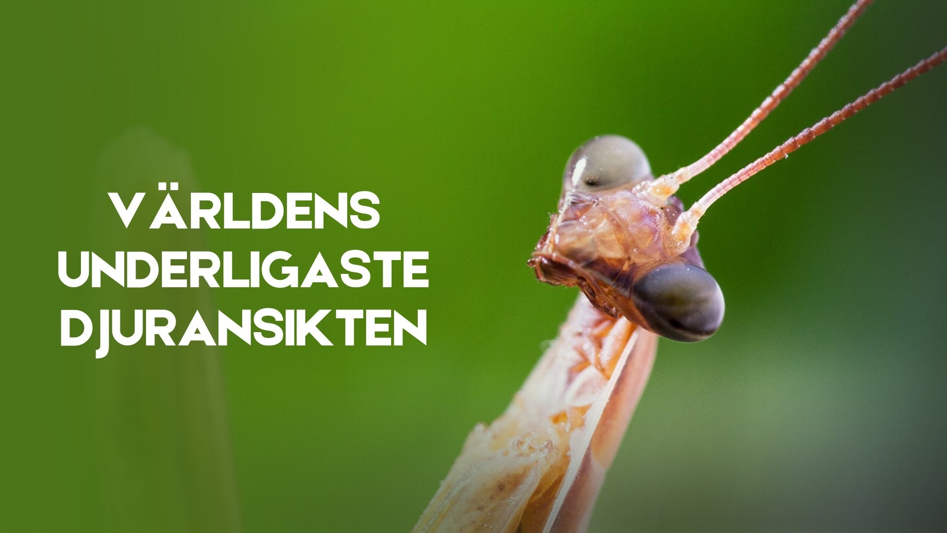 Världens underligaste djuransikten