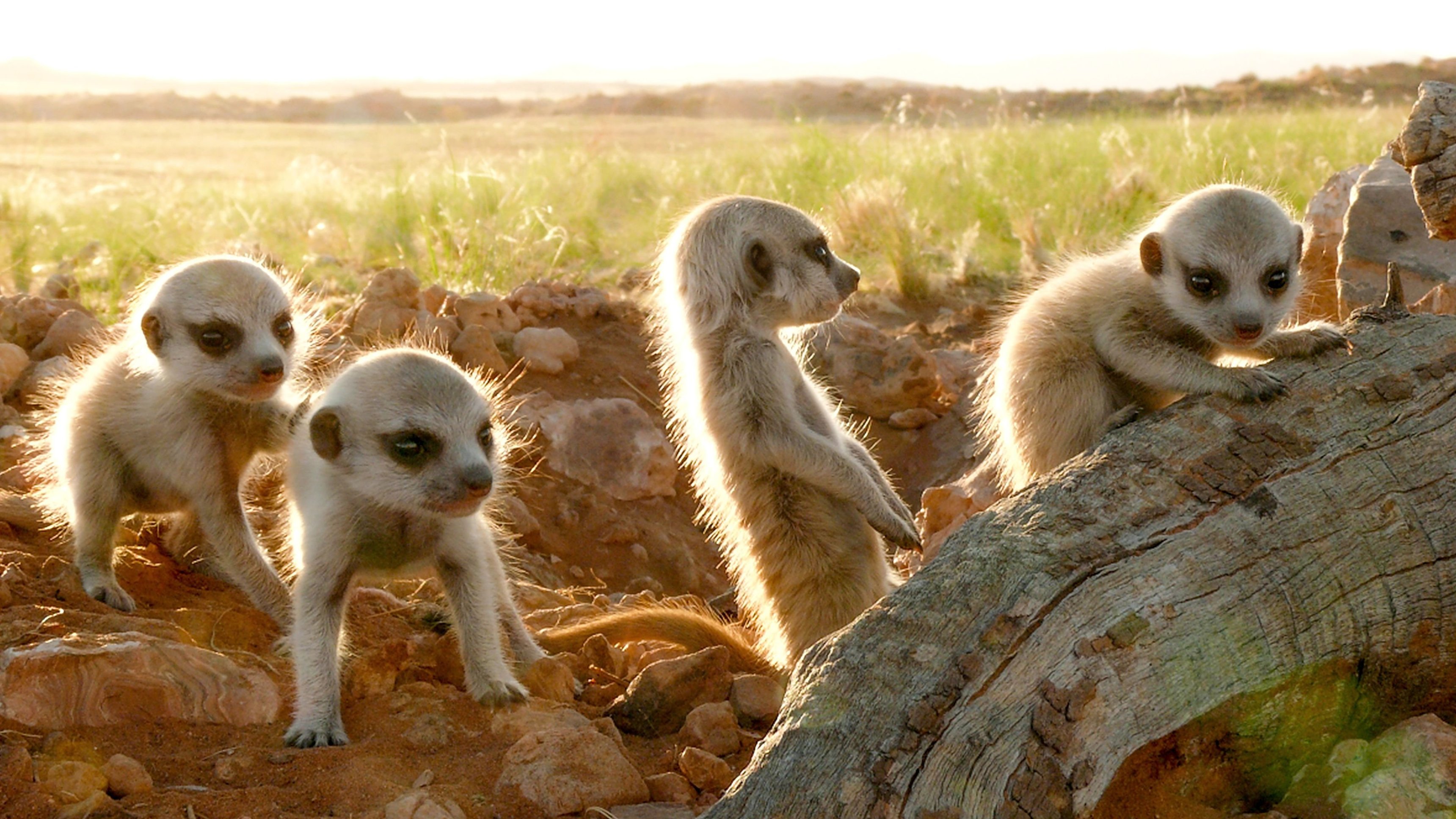 Clan of the Meerkats