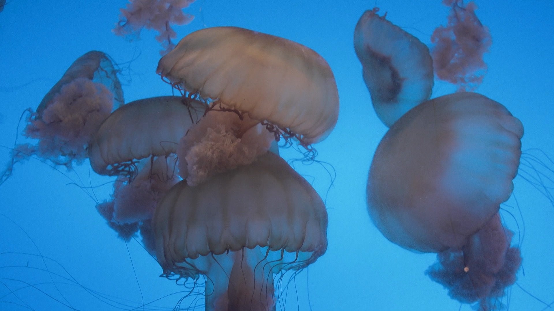 4. Deadly Jellyfish