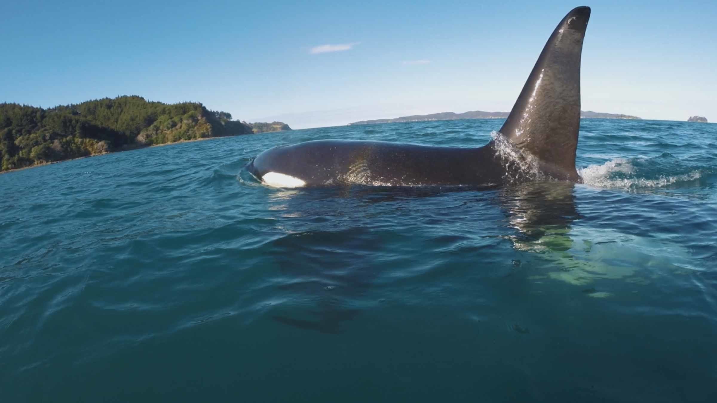 7. Killer Shark vs. Killer Whale