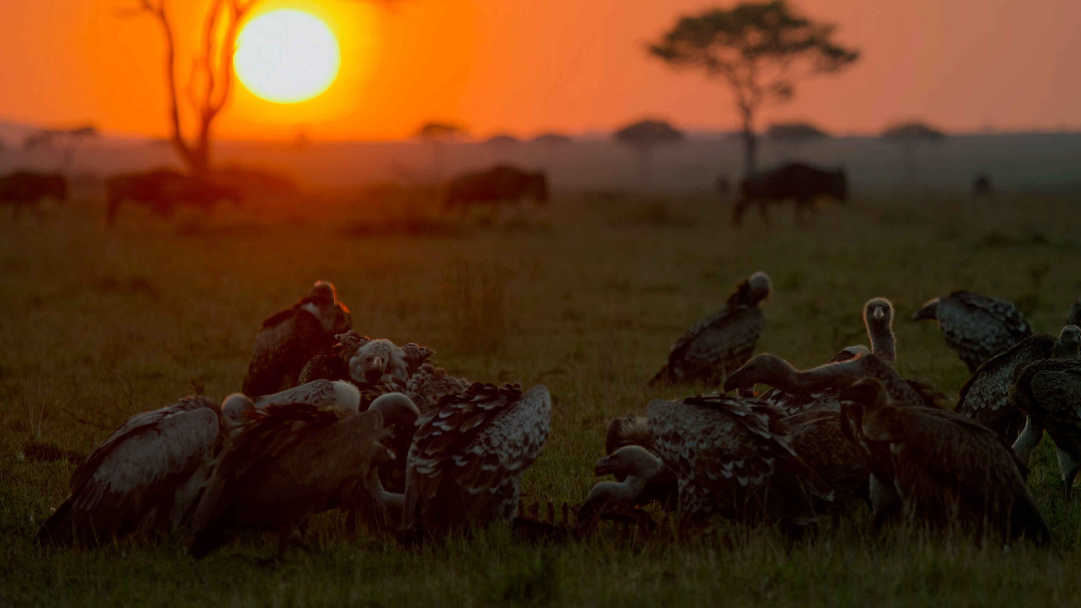 2. Scavengers