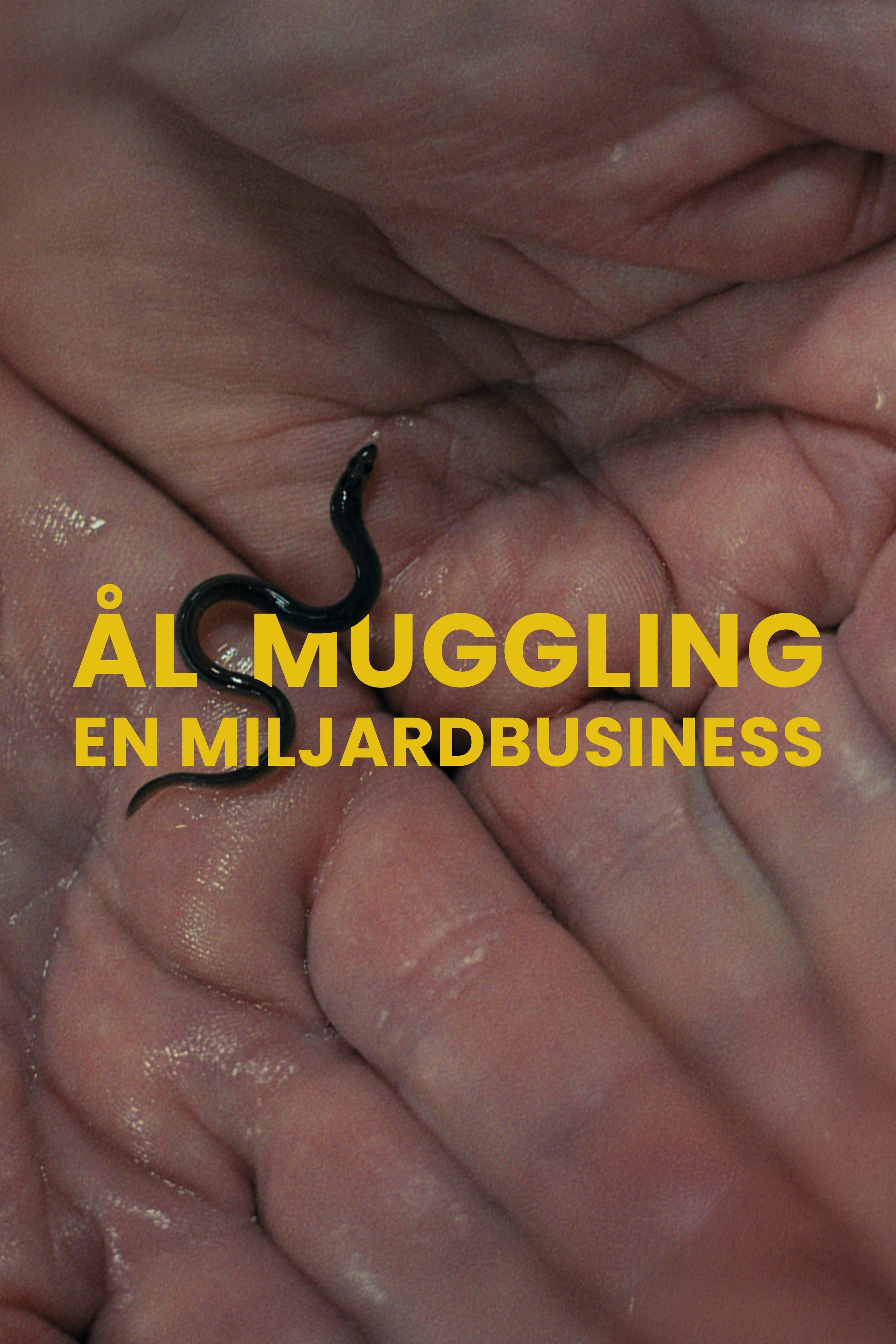 Dokument utifrån: Ålsmuggling - en miljardbusiness