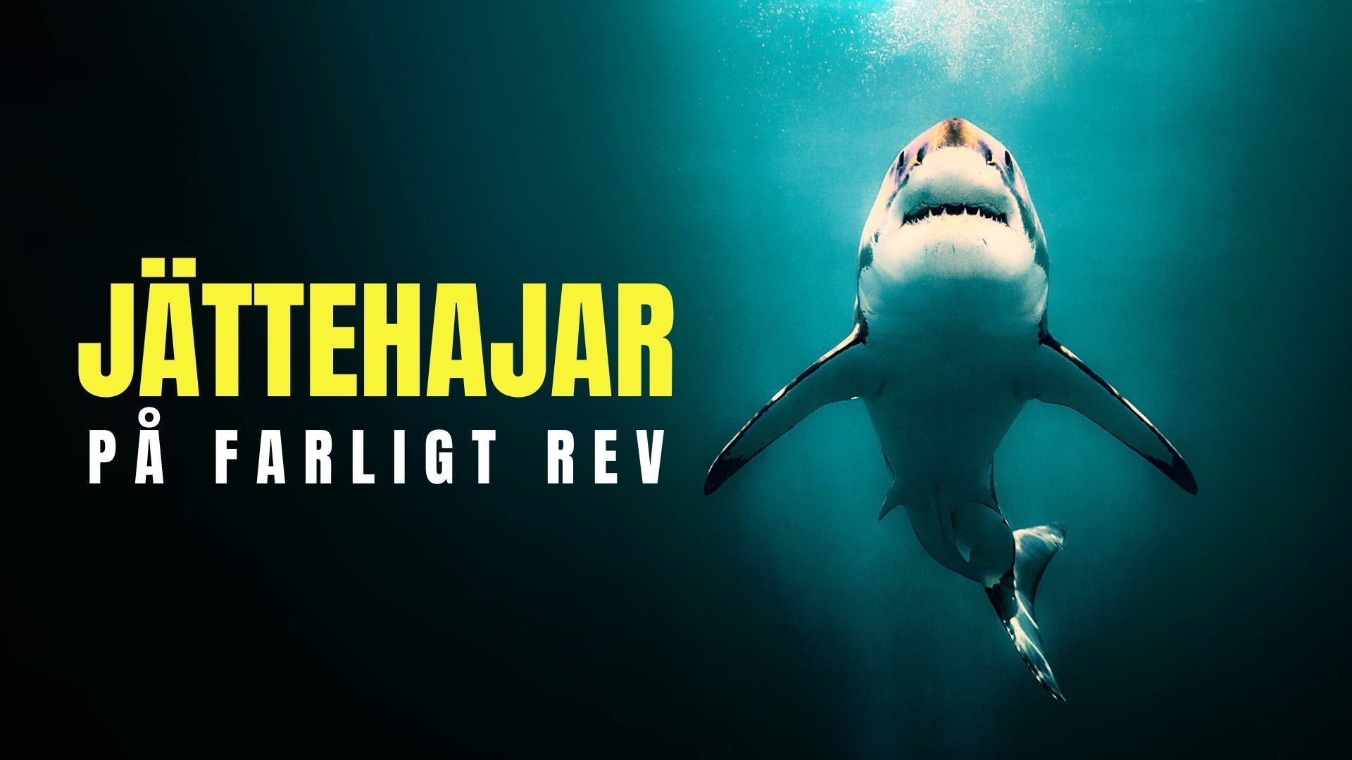 Jättehajar på farligt rev