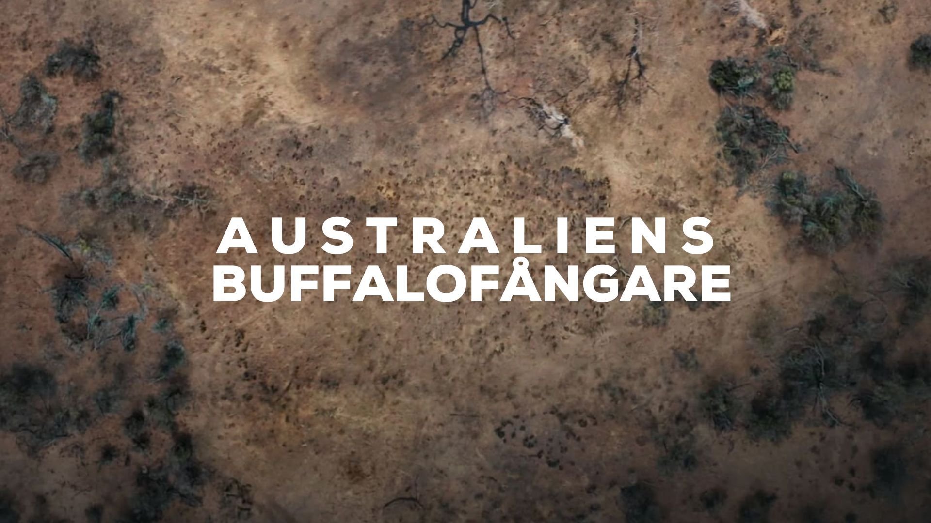 Australiens buffalofångare