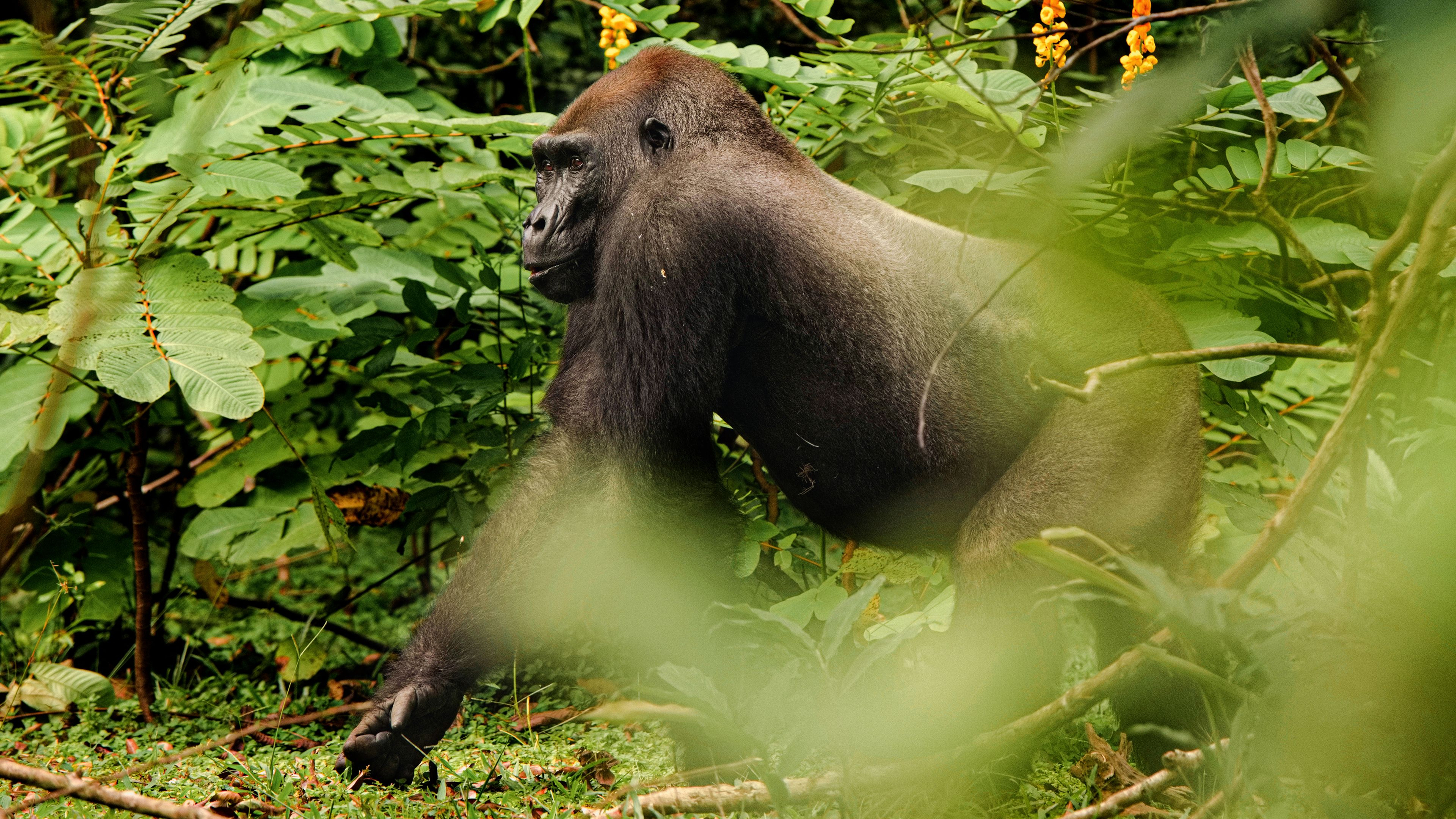 Gorillas Close Up