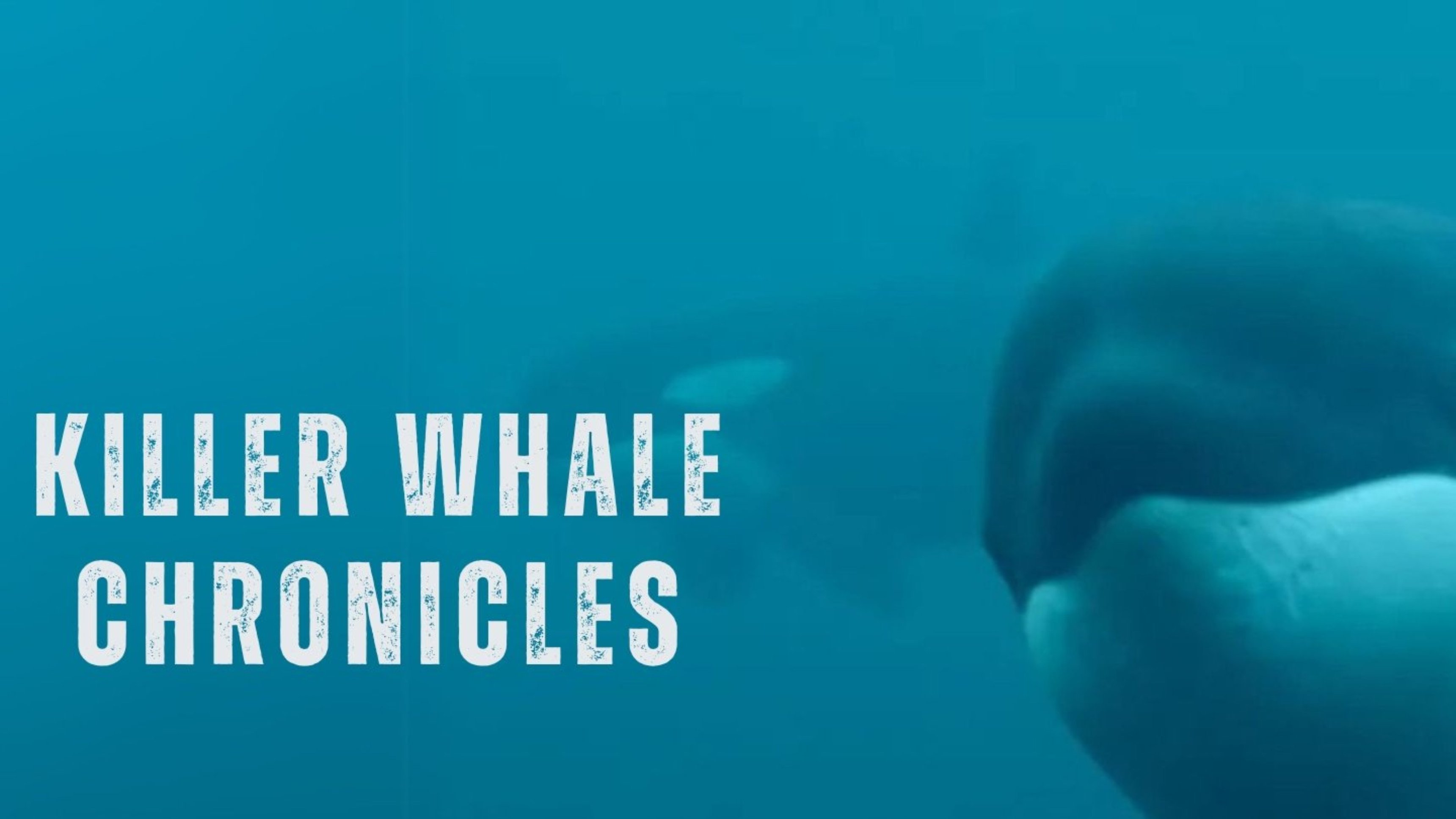 The Secret Life of Orcas