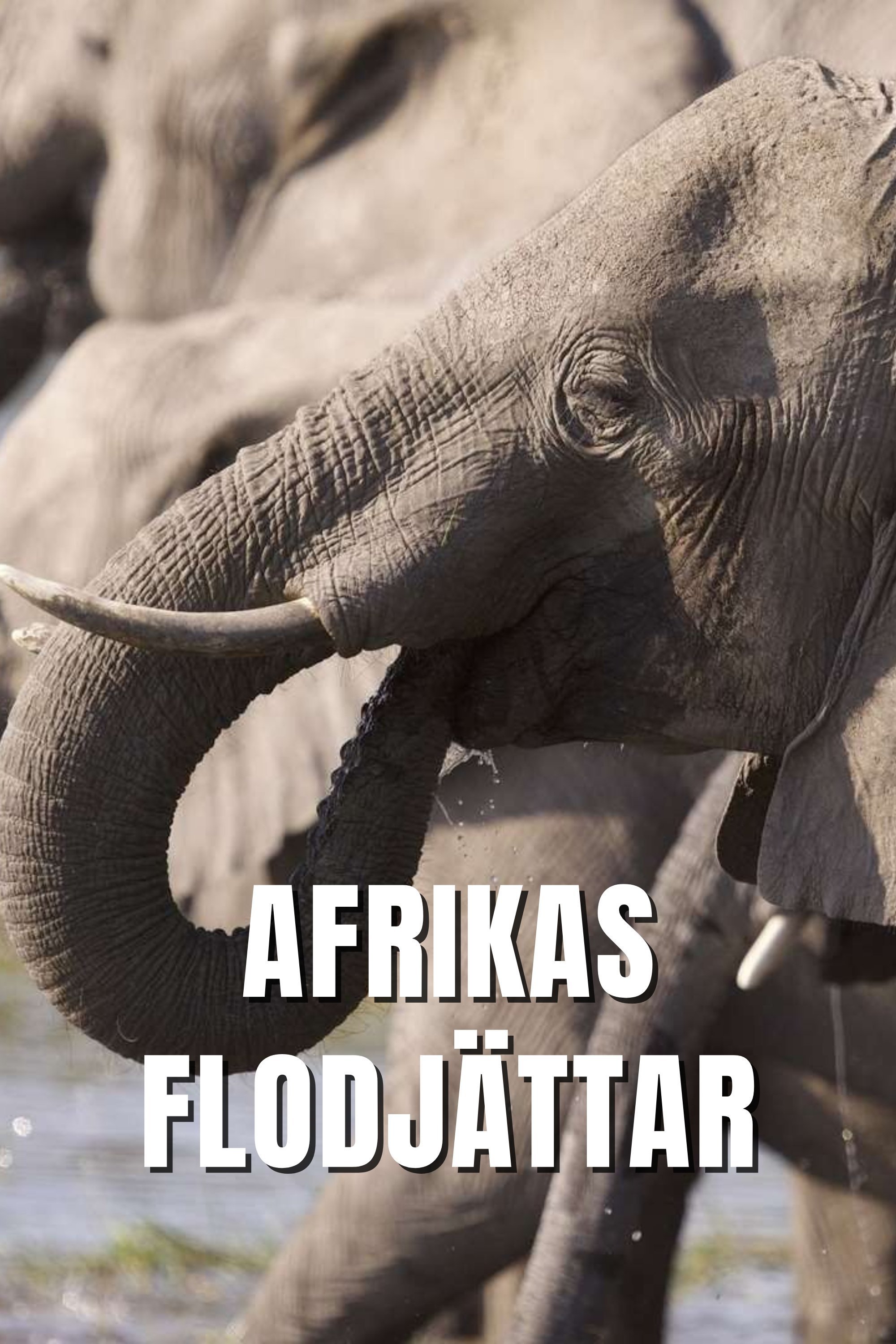 Afrikas flodjättar