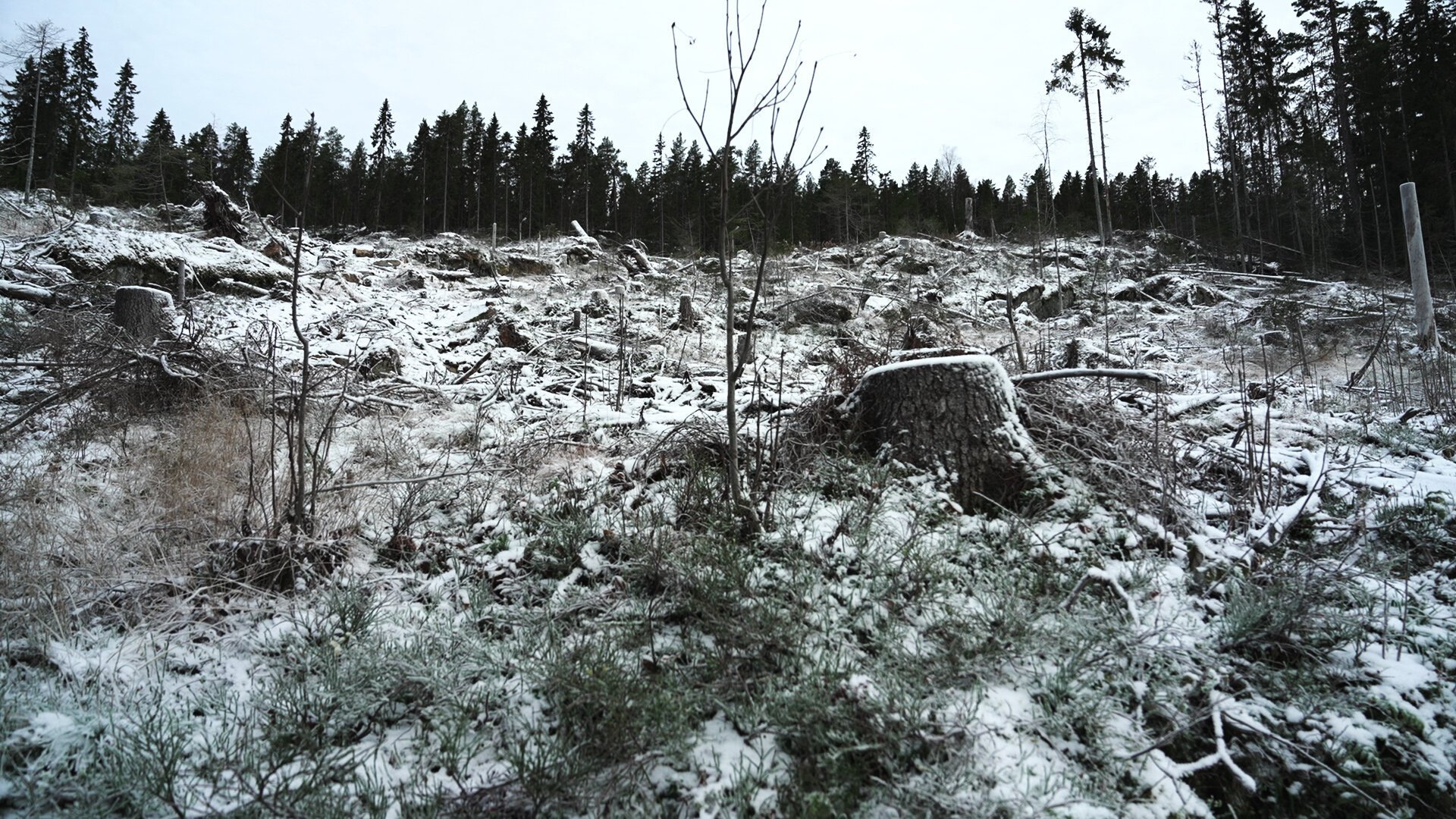 Kalla fakta: Maktkampen om skogen