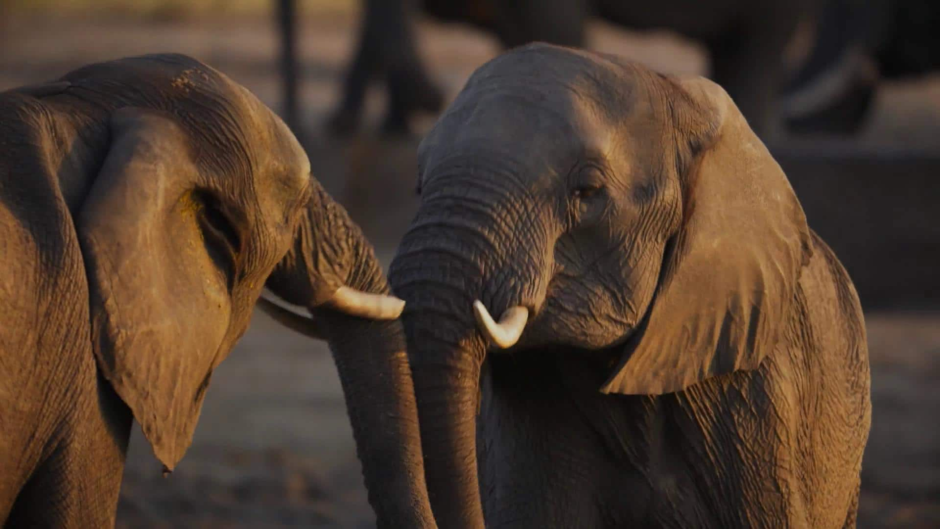 1. The Waterhole