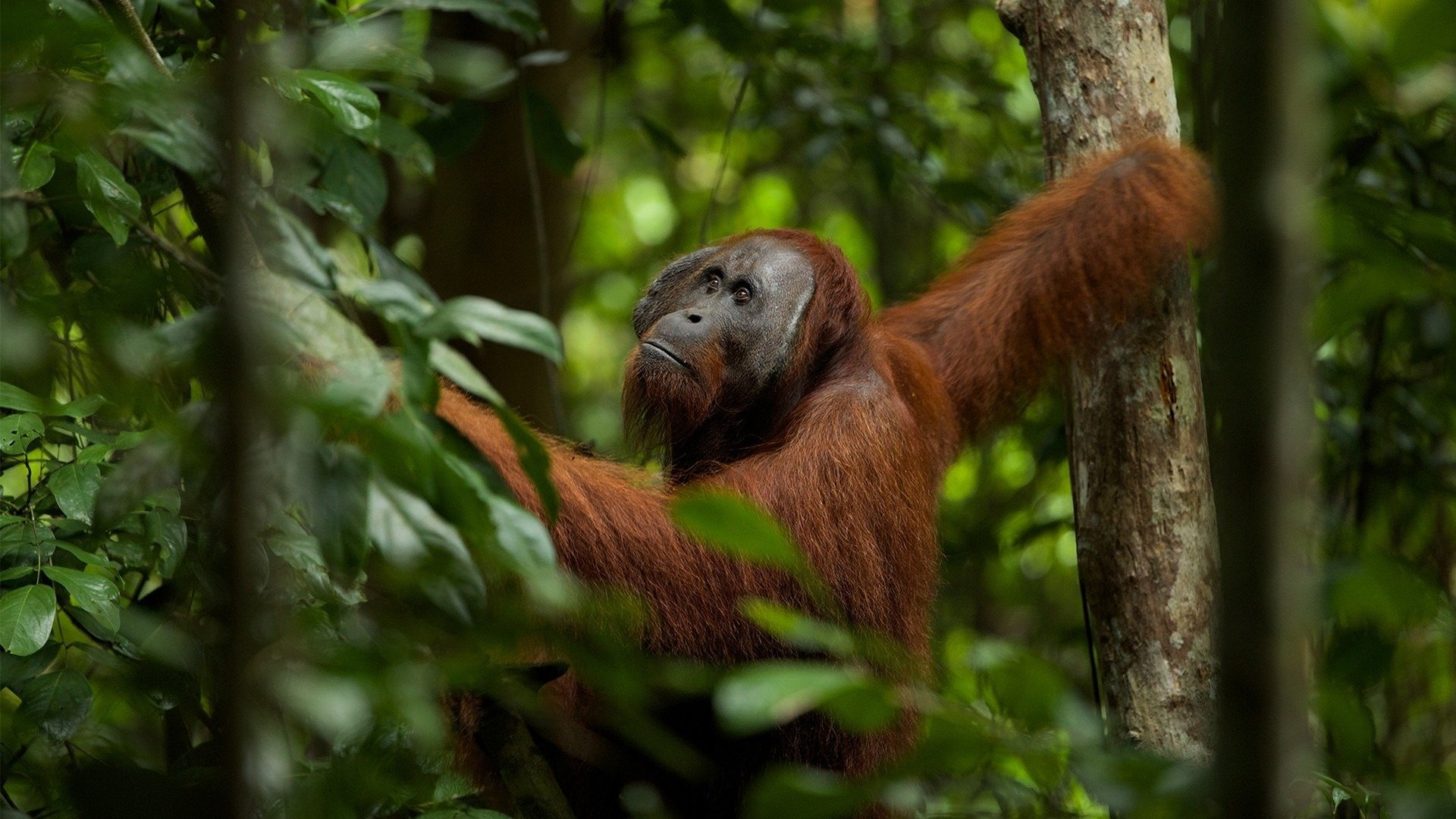 2. Orangutanger på gränsen