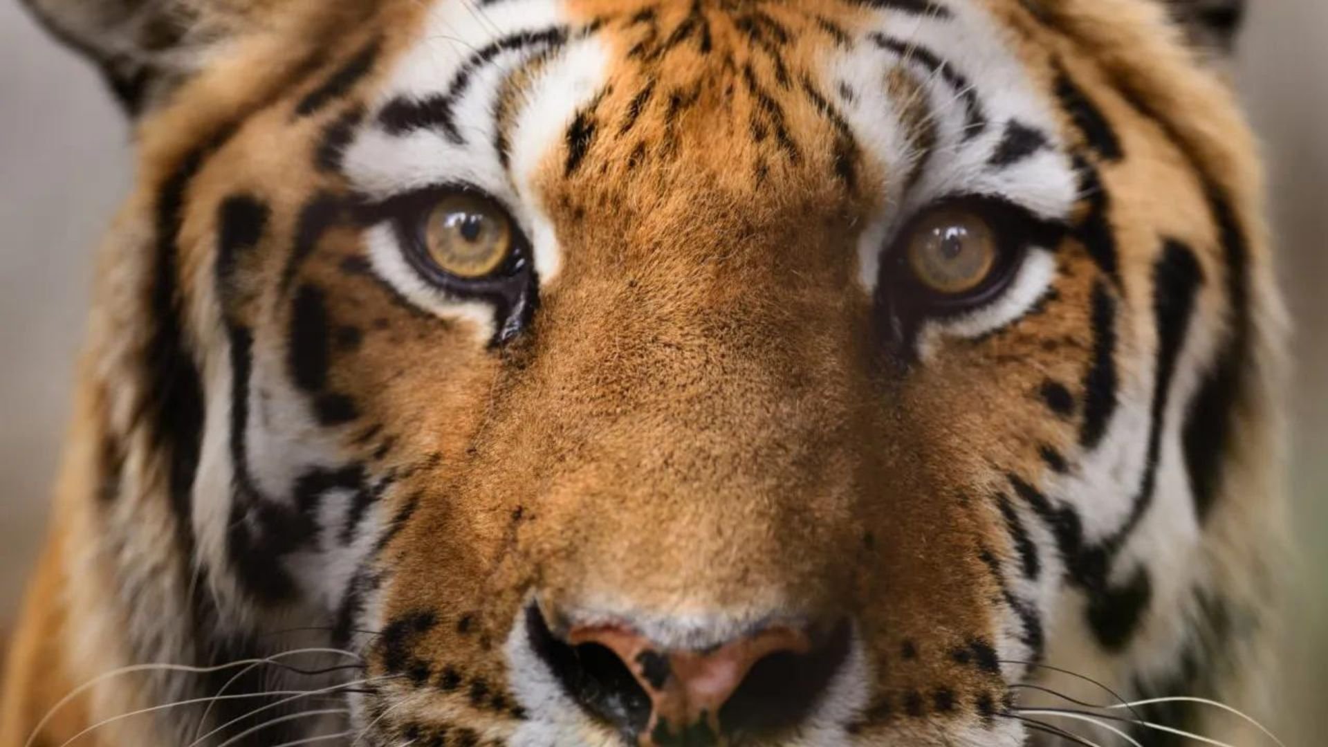 Tarus tigerdrottning
