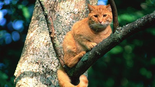 Treetop Cat Rescue