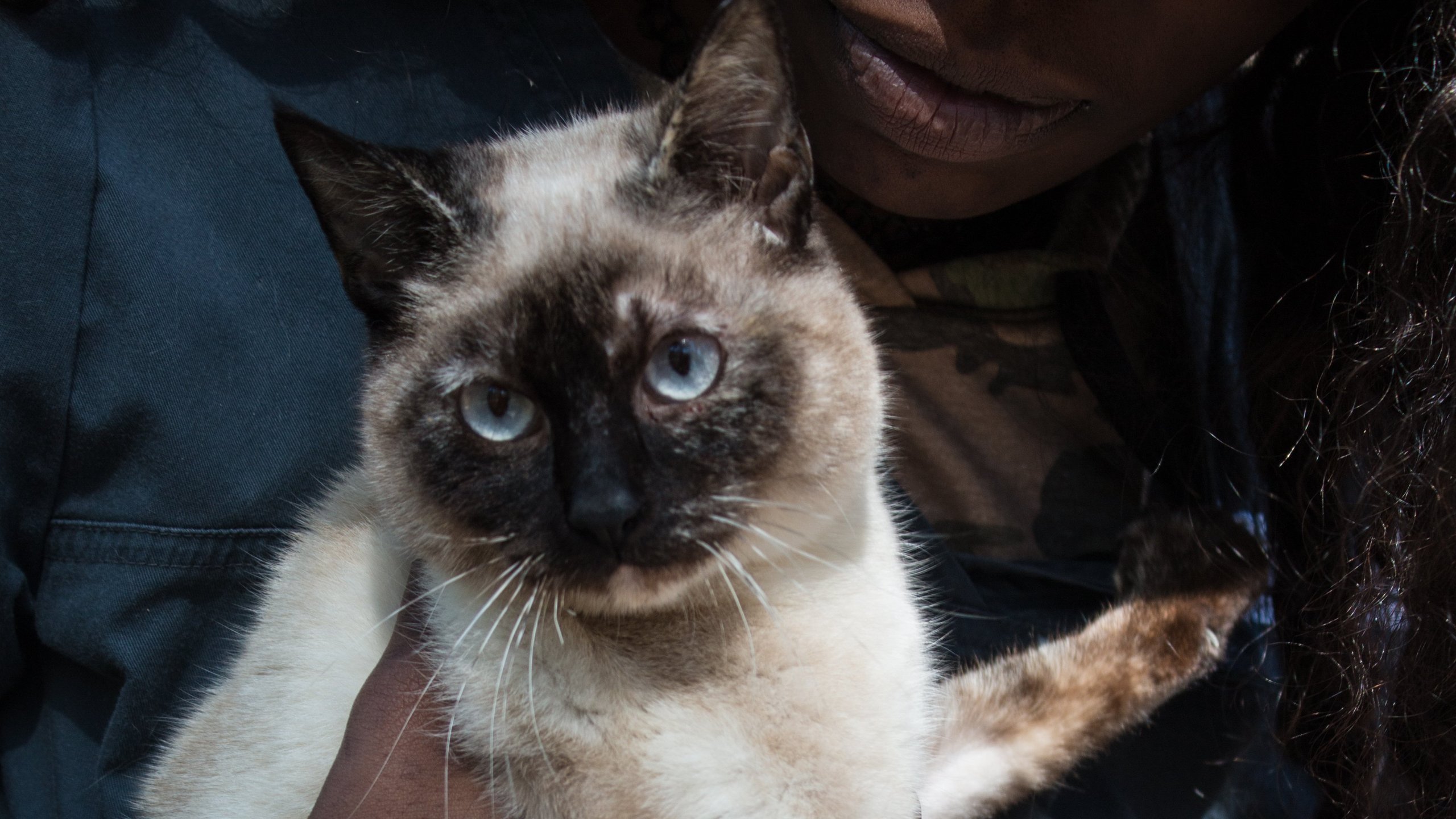 5. Emergency Engine Cat