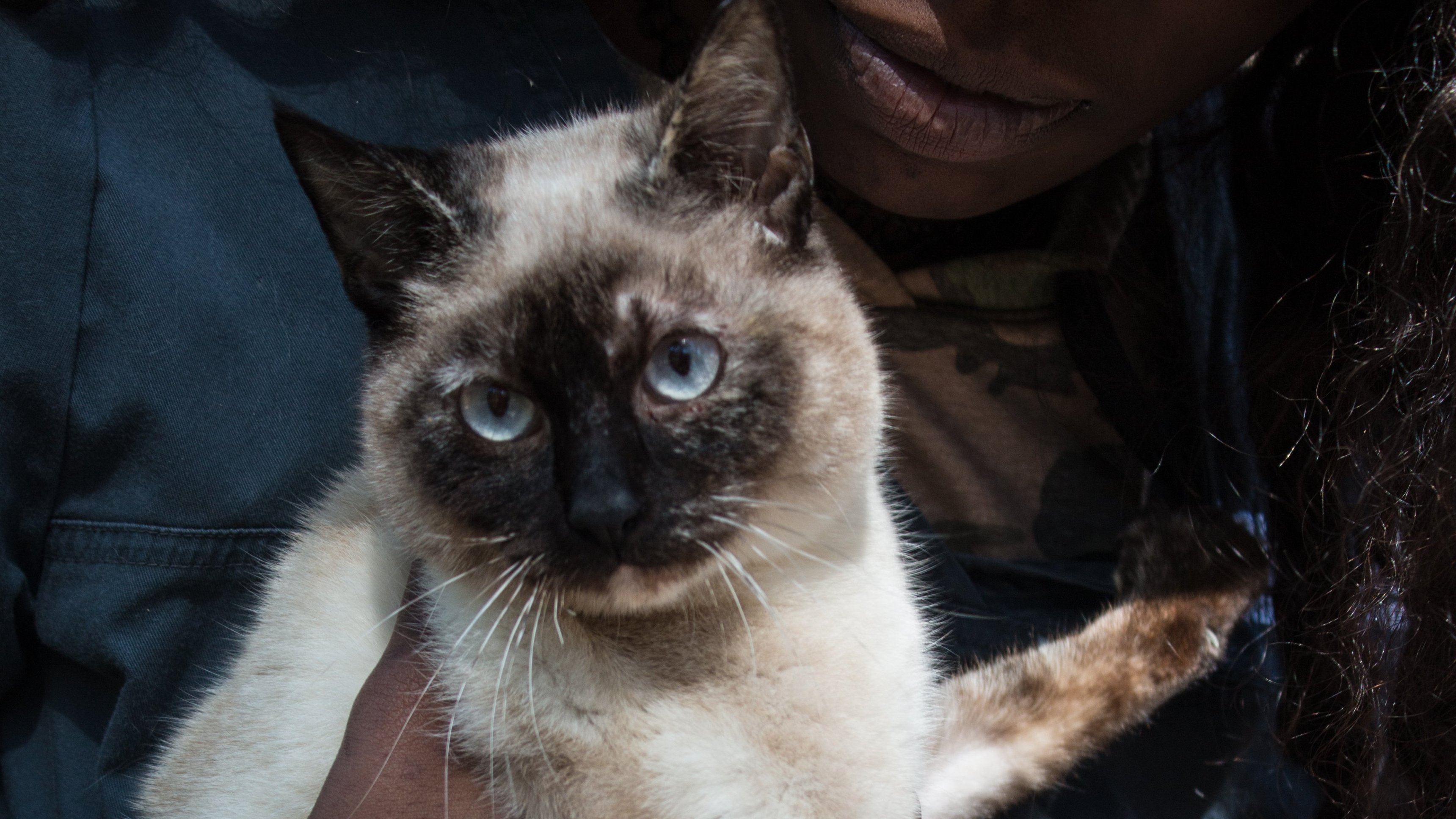 5. Emergency Engine Cat