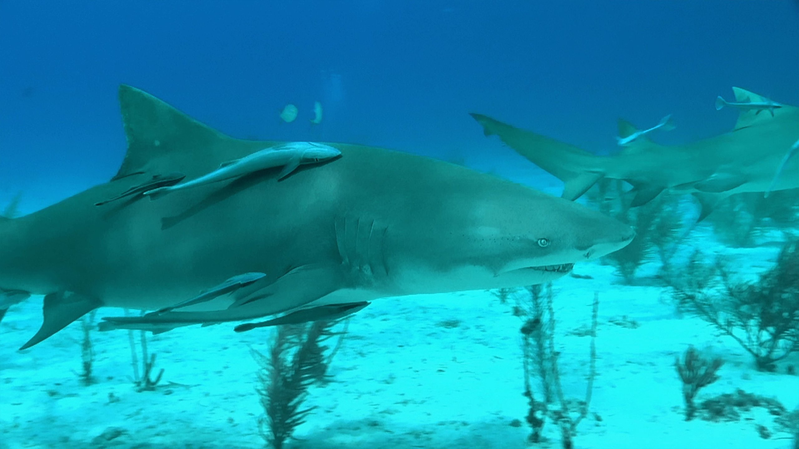 Sharks