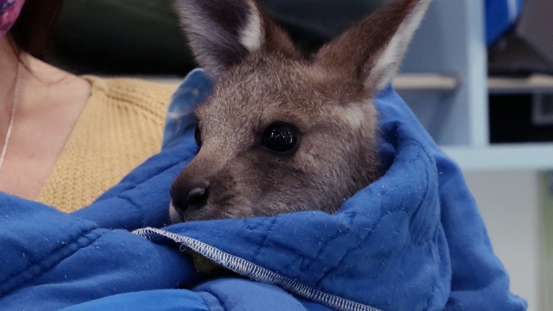 Vilddjursräddarna i Australien