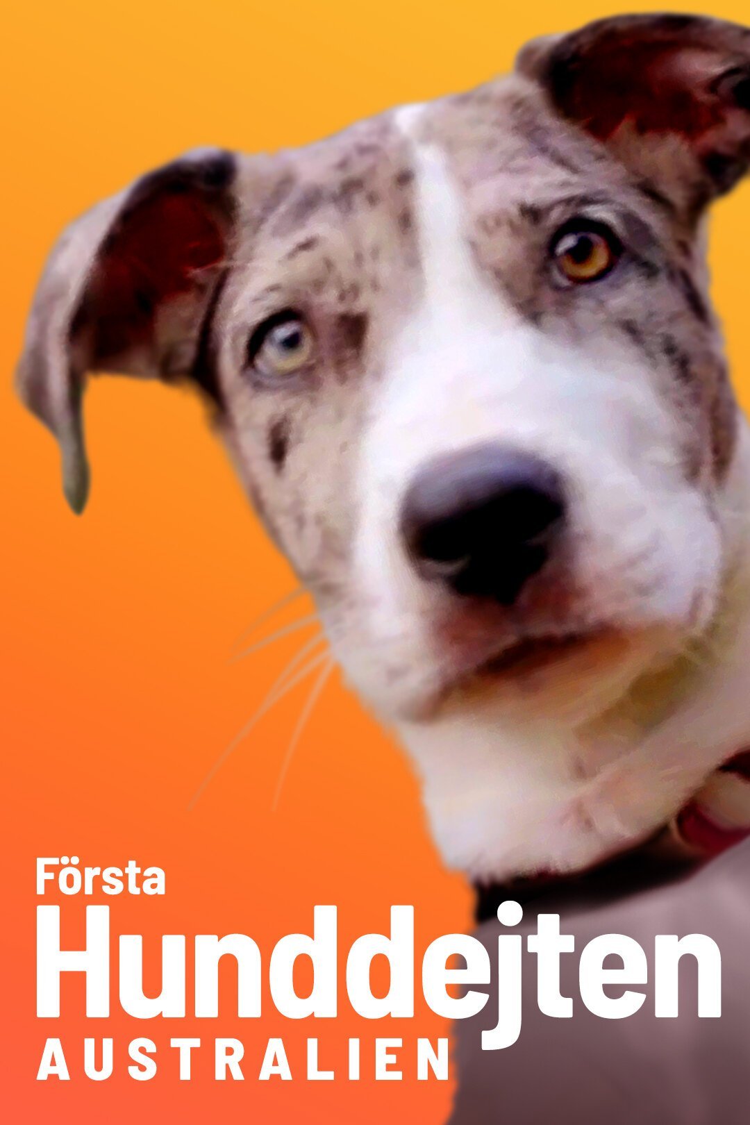 Första hunddejten: Australien