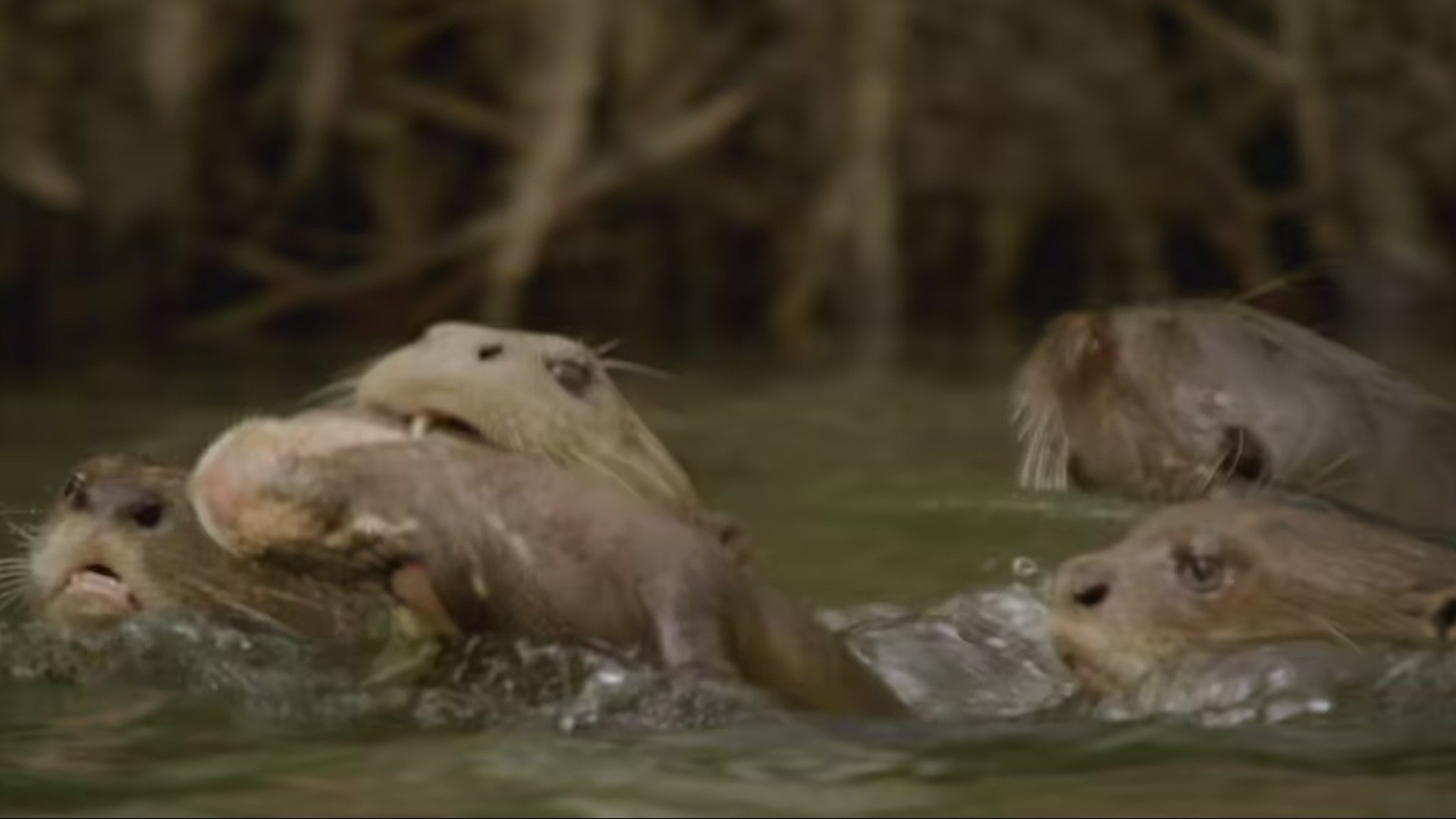 23. Andy och näsbjörnarna