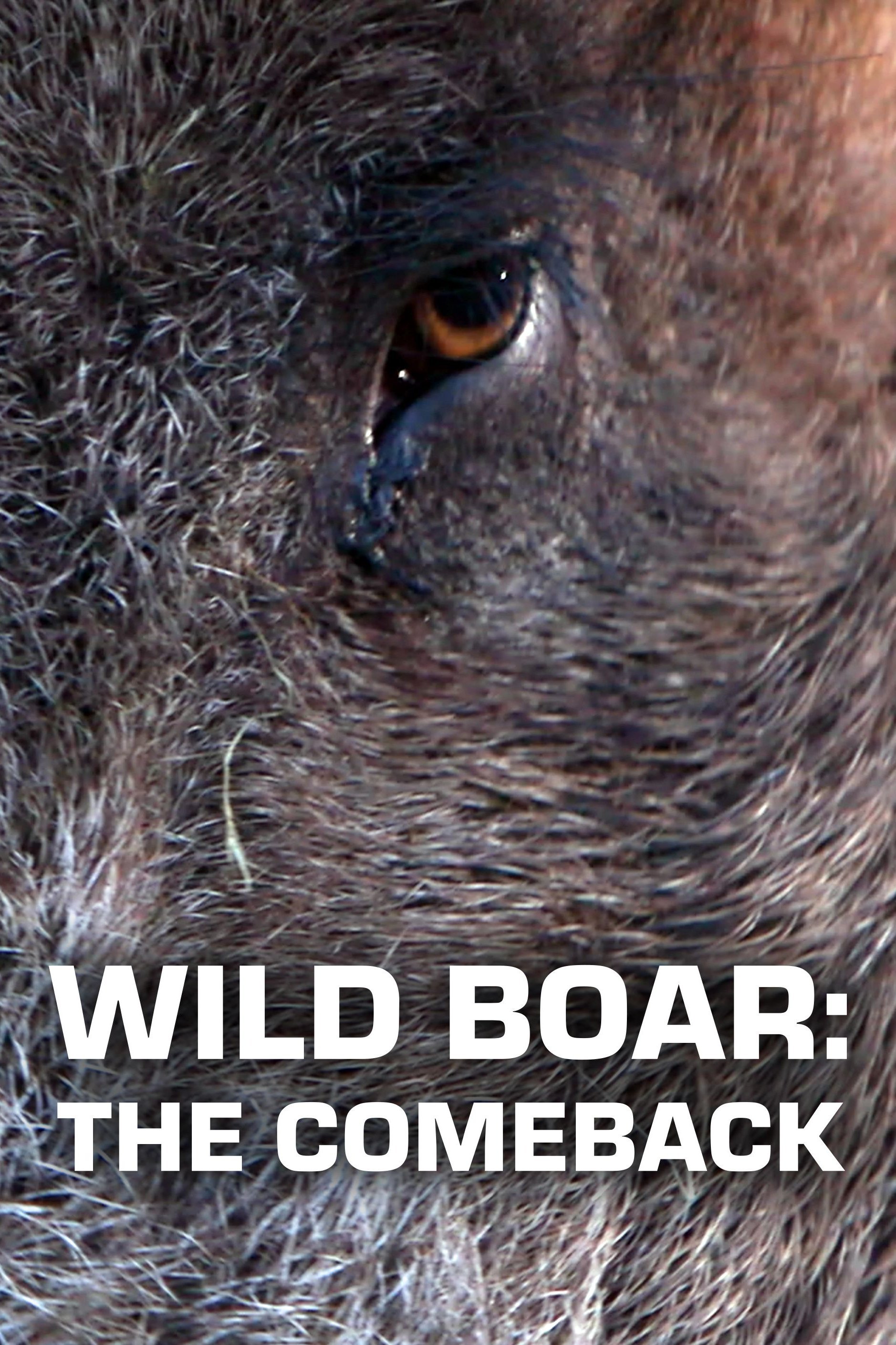 Vildsvinets återkomst