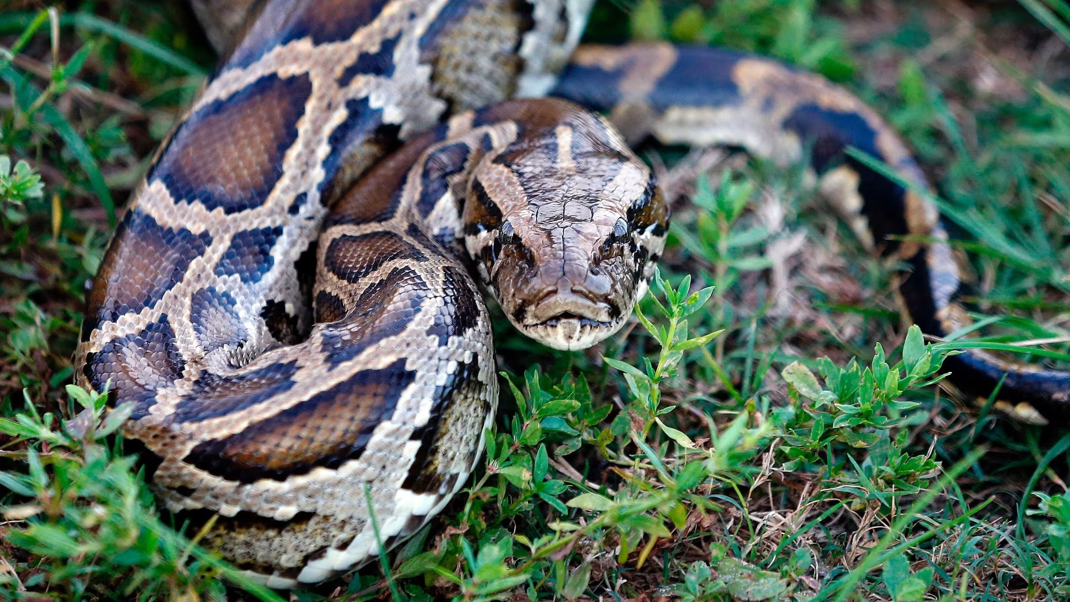 2. Python Invasion