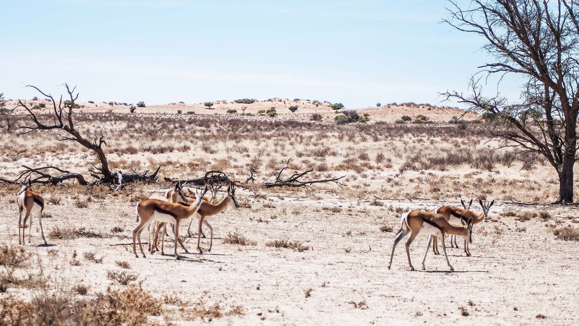 5. Kalahari