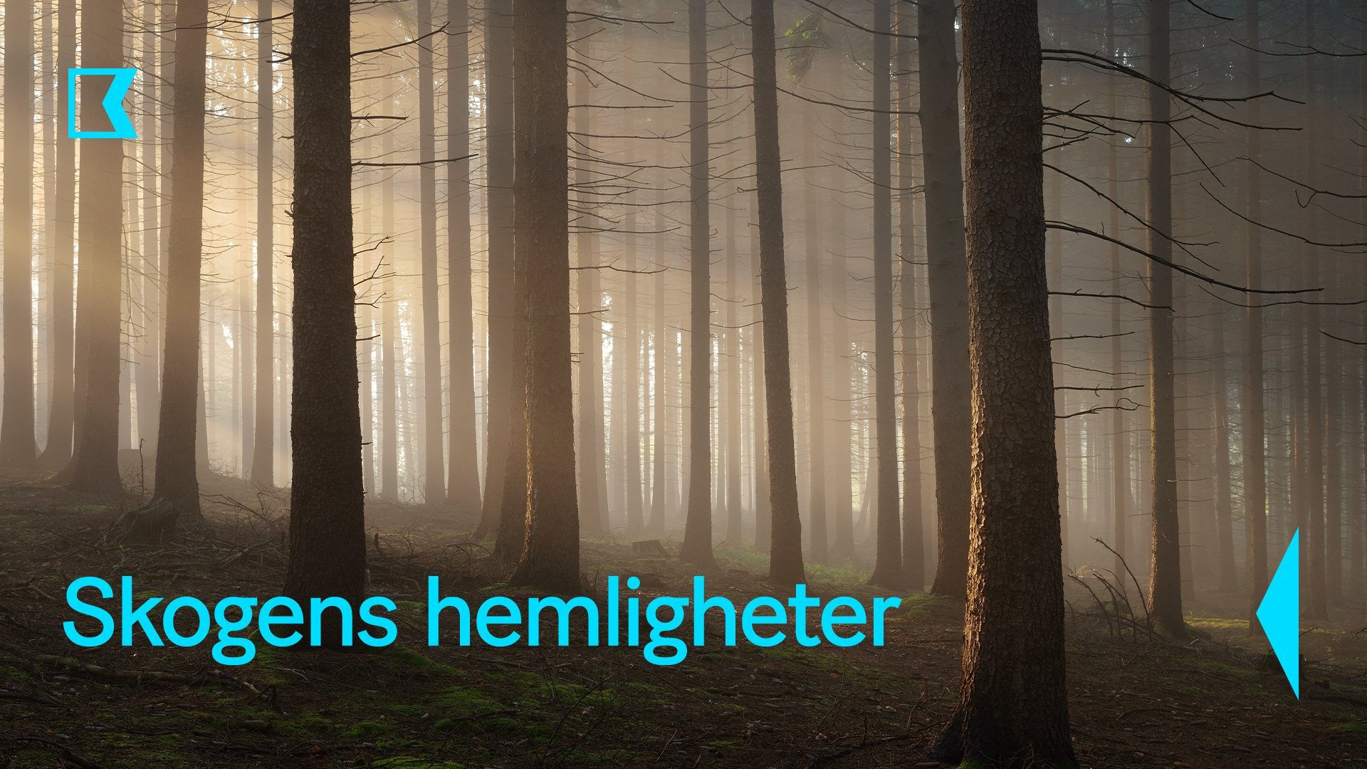 Skogens hemligheter