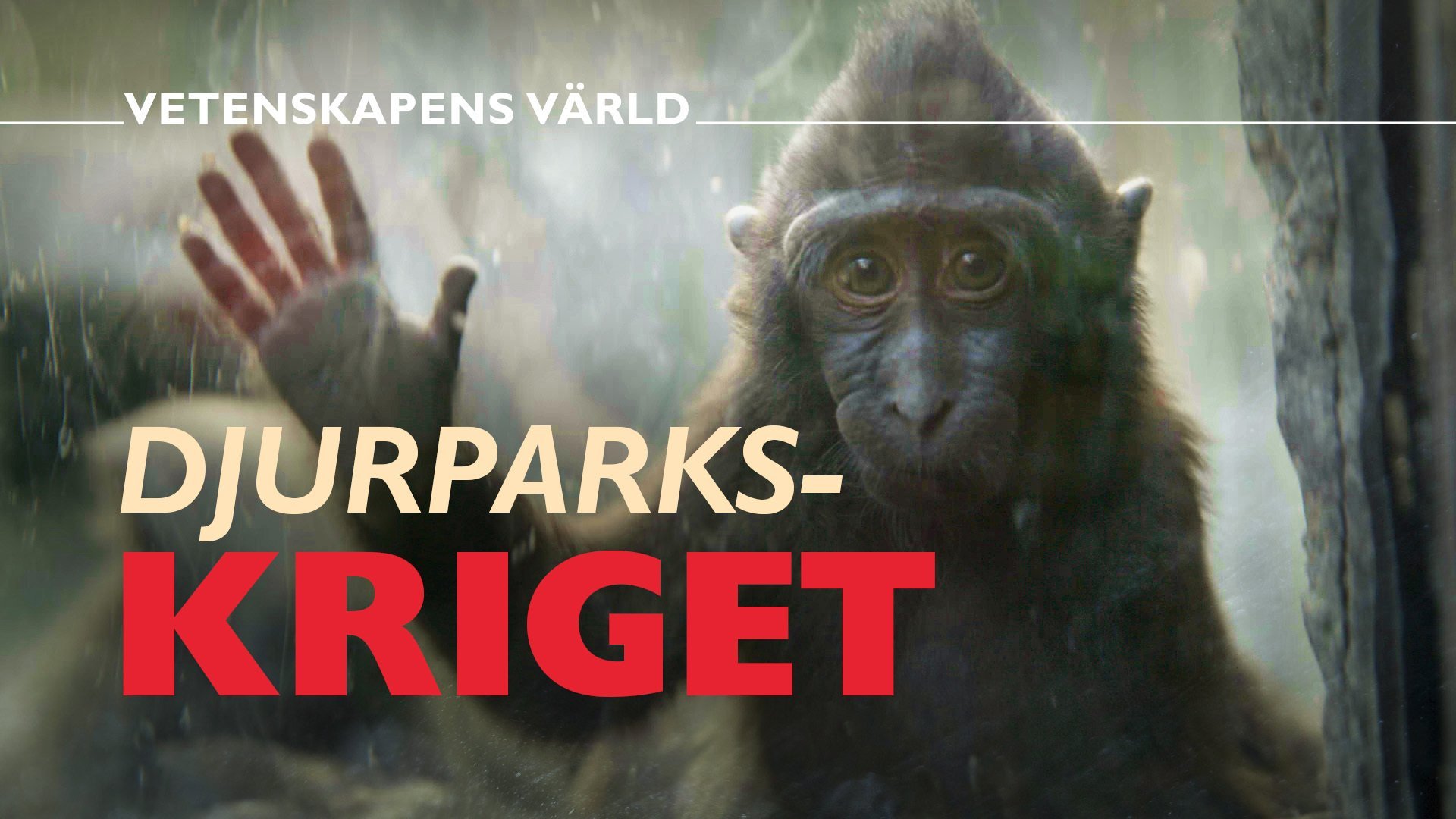 Vetenskapens värld: Djurparkskriget