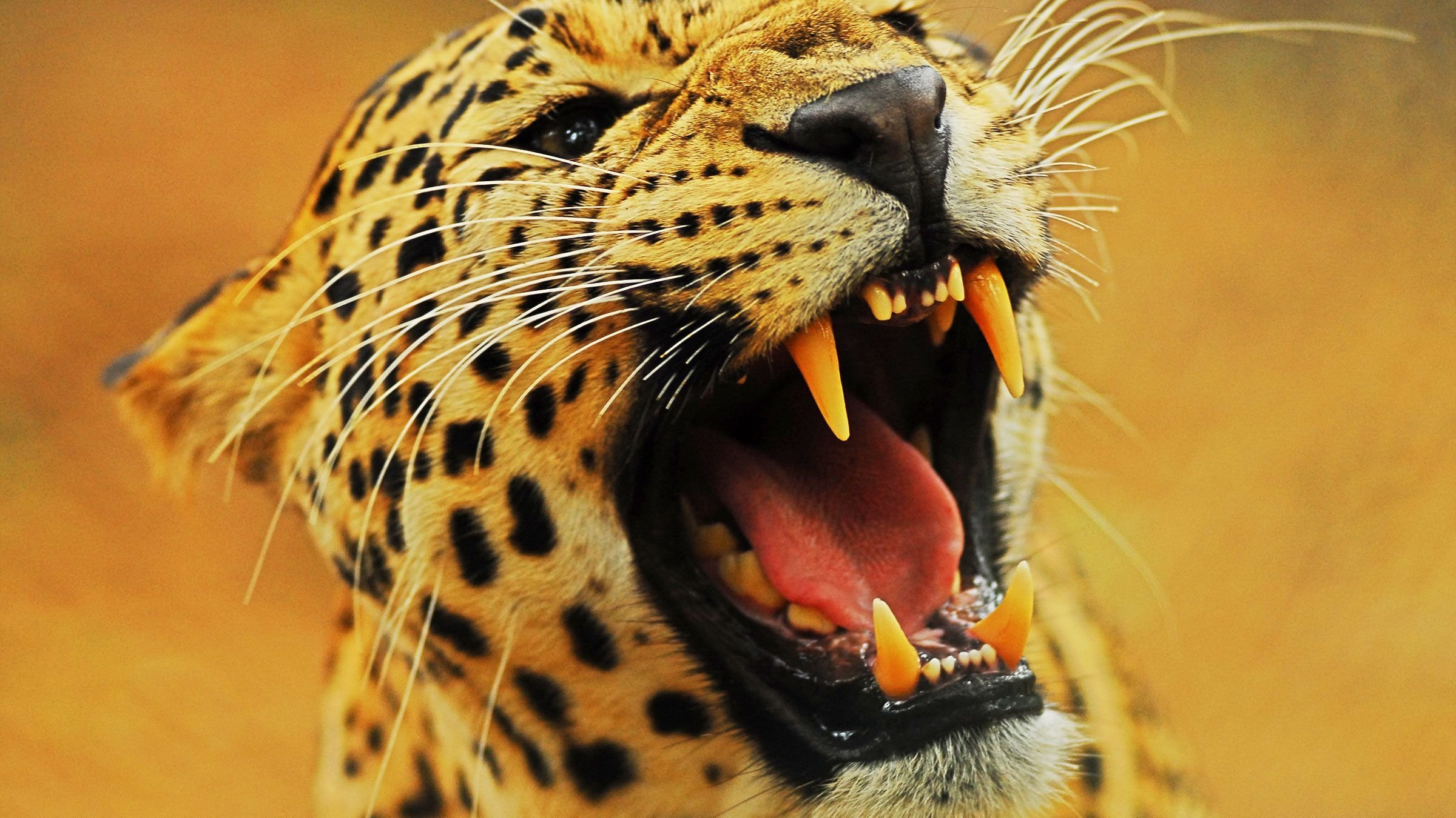 Kattattacker och tics