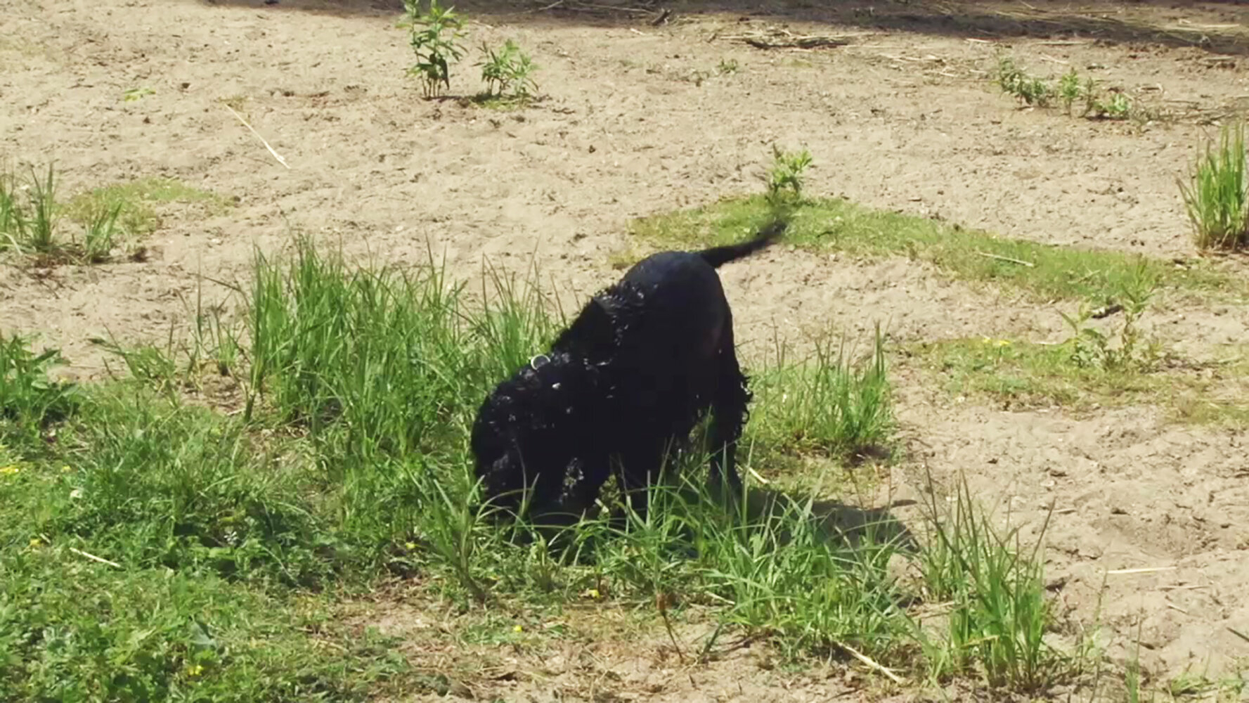 21. Hund simmar efter liten blå boll