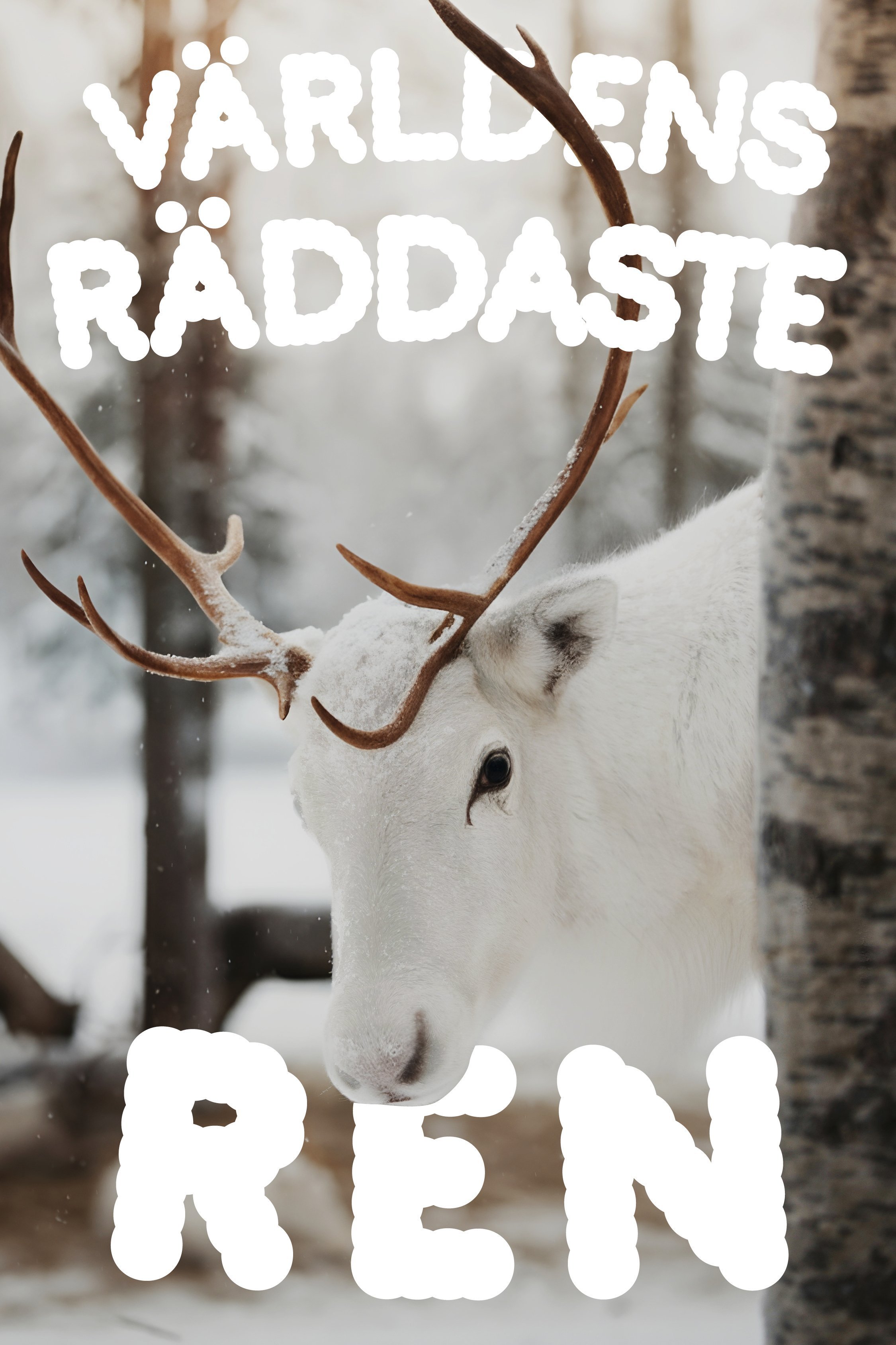 Världens räddaste ren