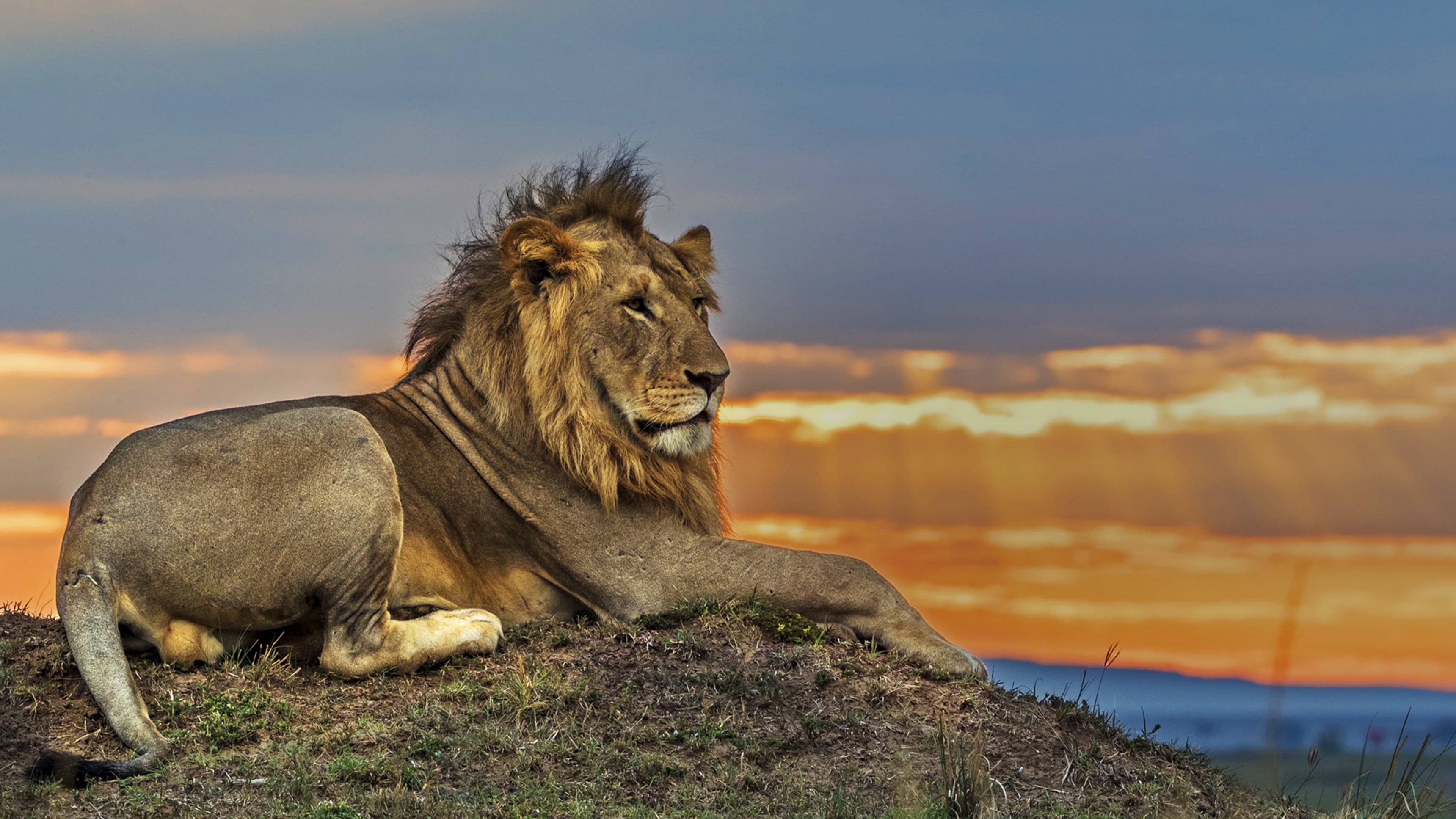 Big Cat Tales