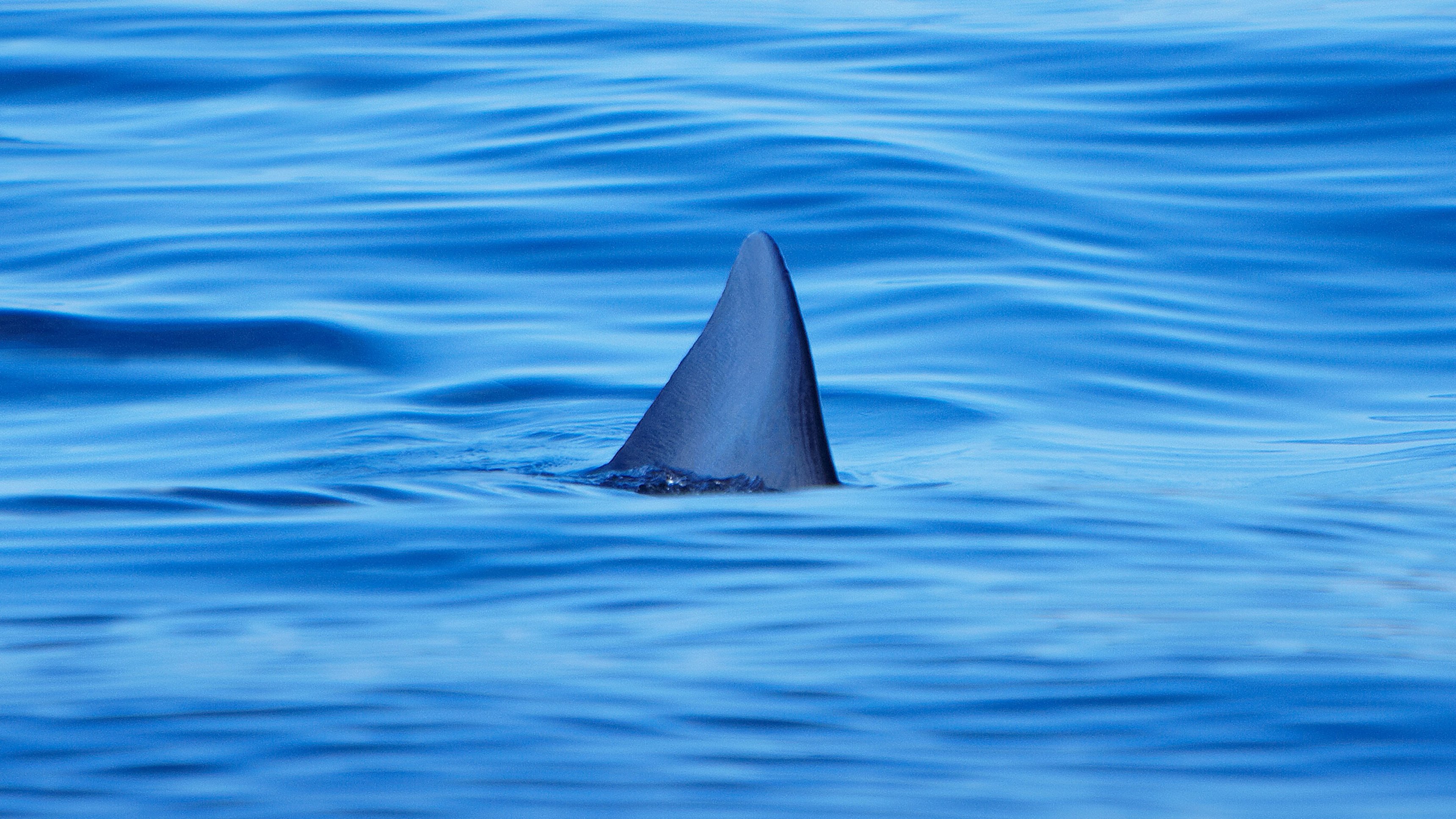 Sharks Of The Badlands
