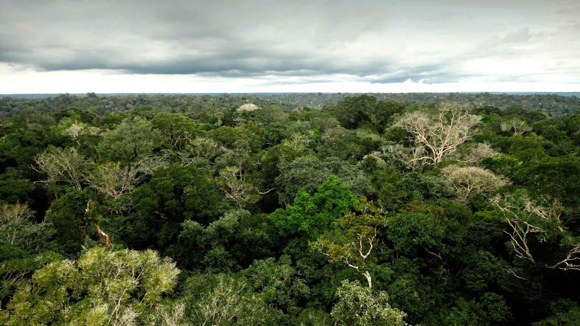 5. The Amazon