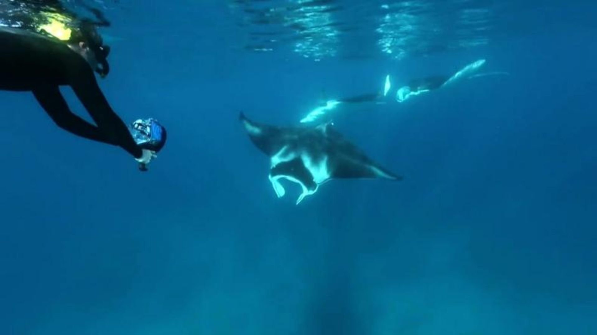 11. Swimming With Manta Rays