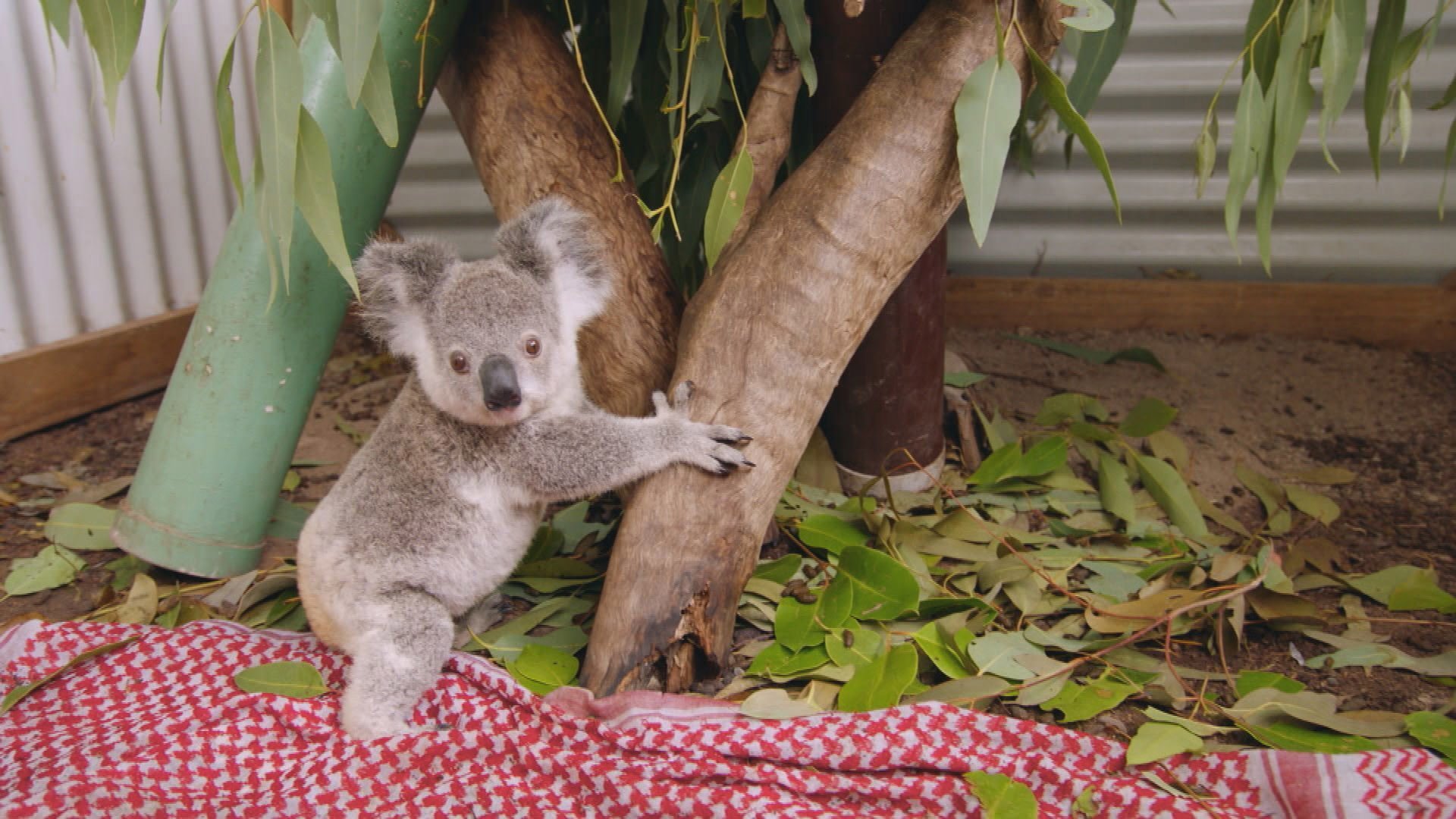 5. Izzy The Koala Whisperer