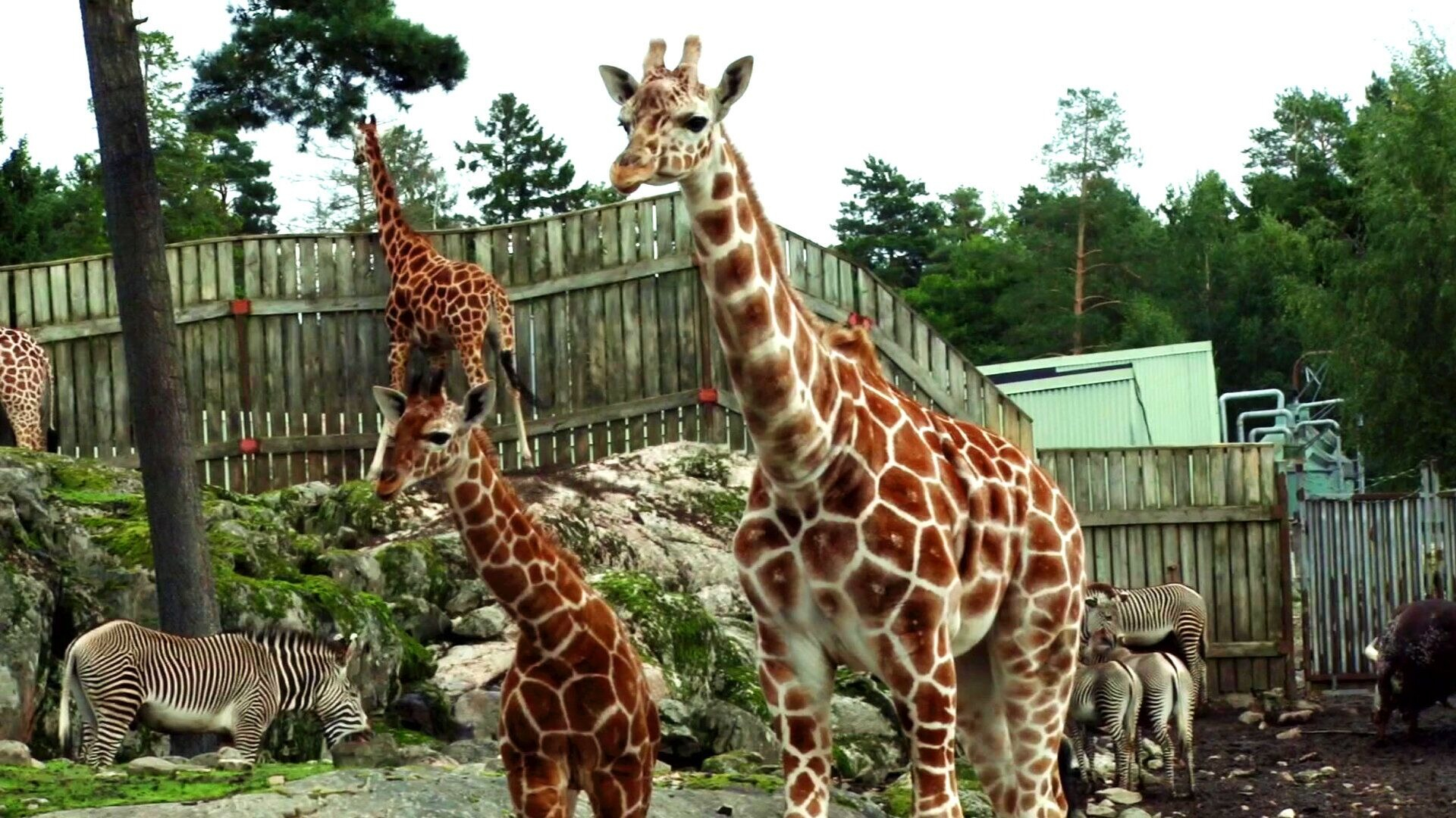24. Giraffamilj