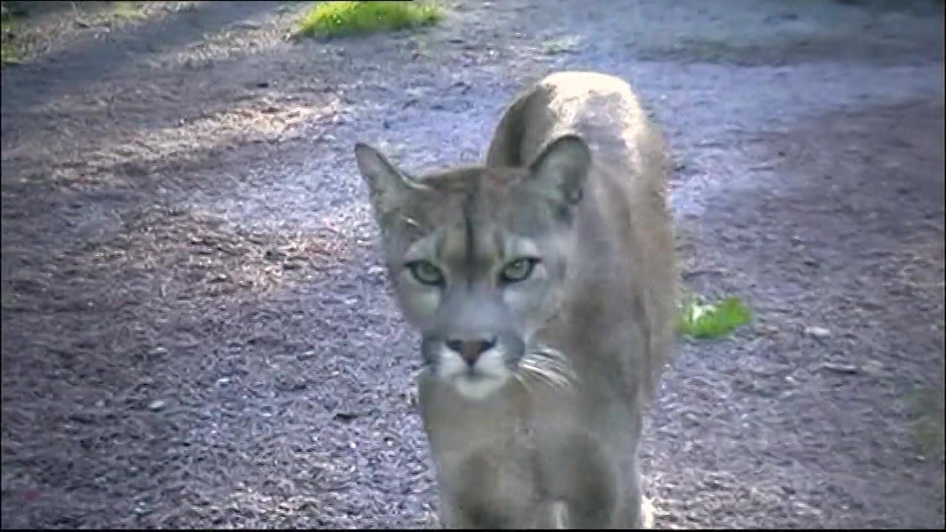 Kalla fakta: Parken Zoo