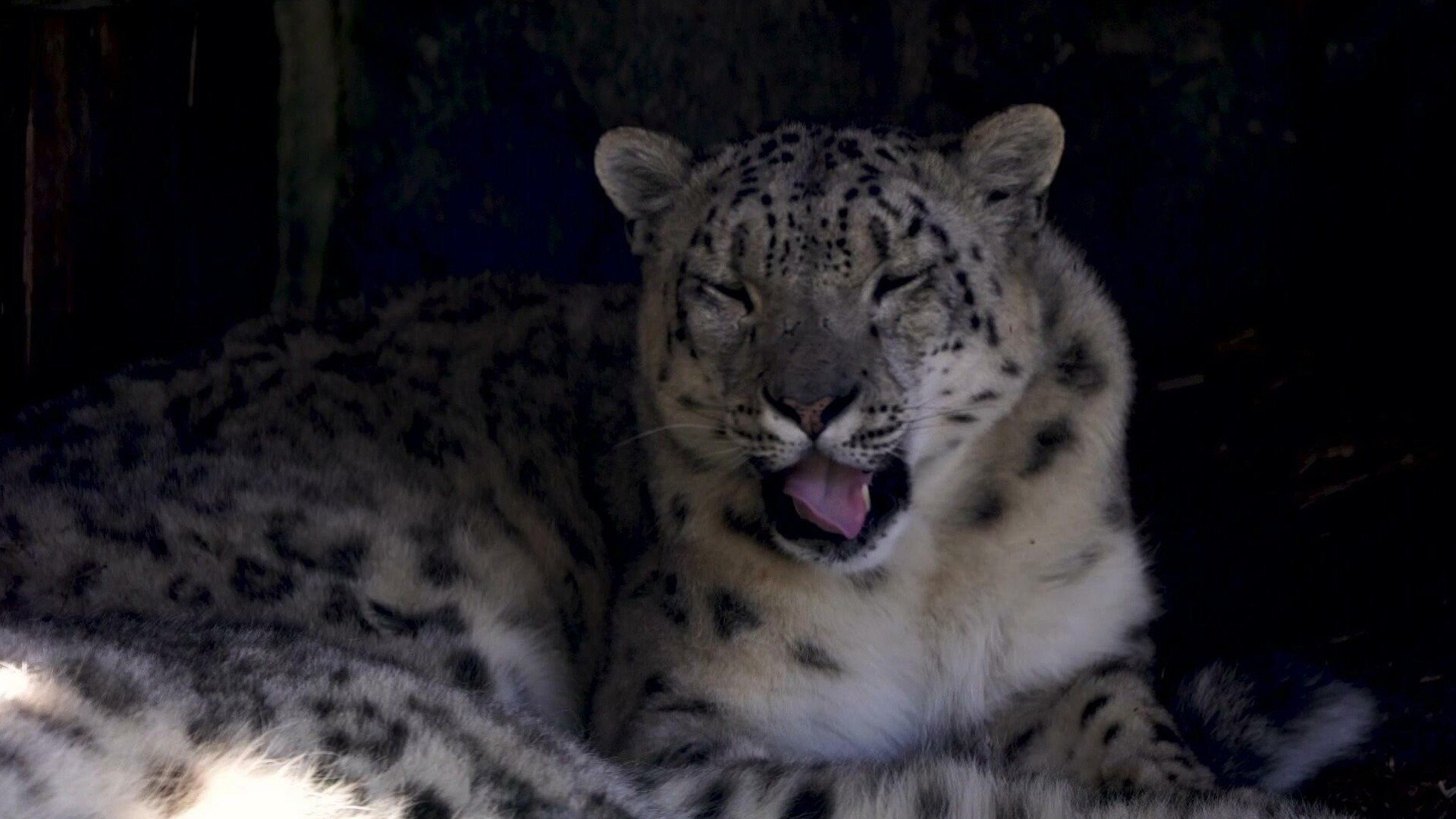 65. Snöleoparder