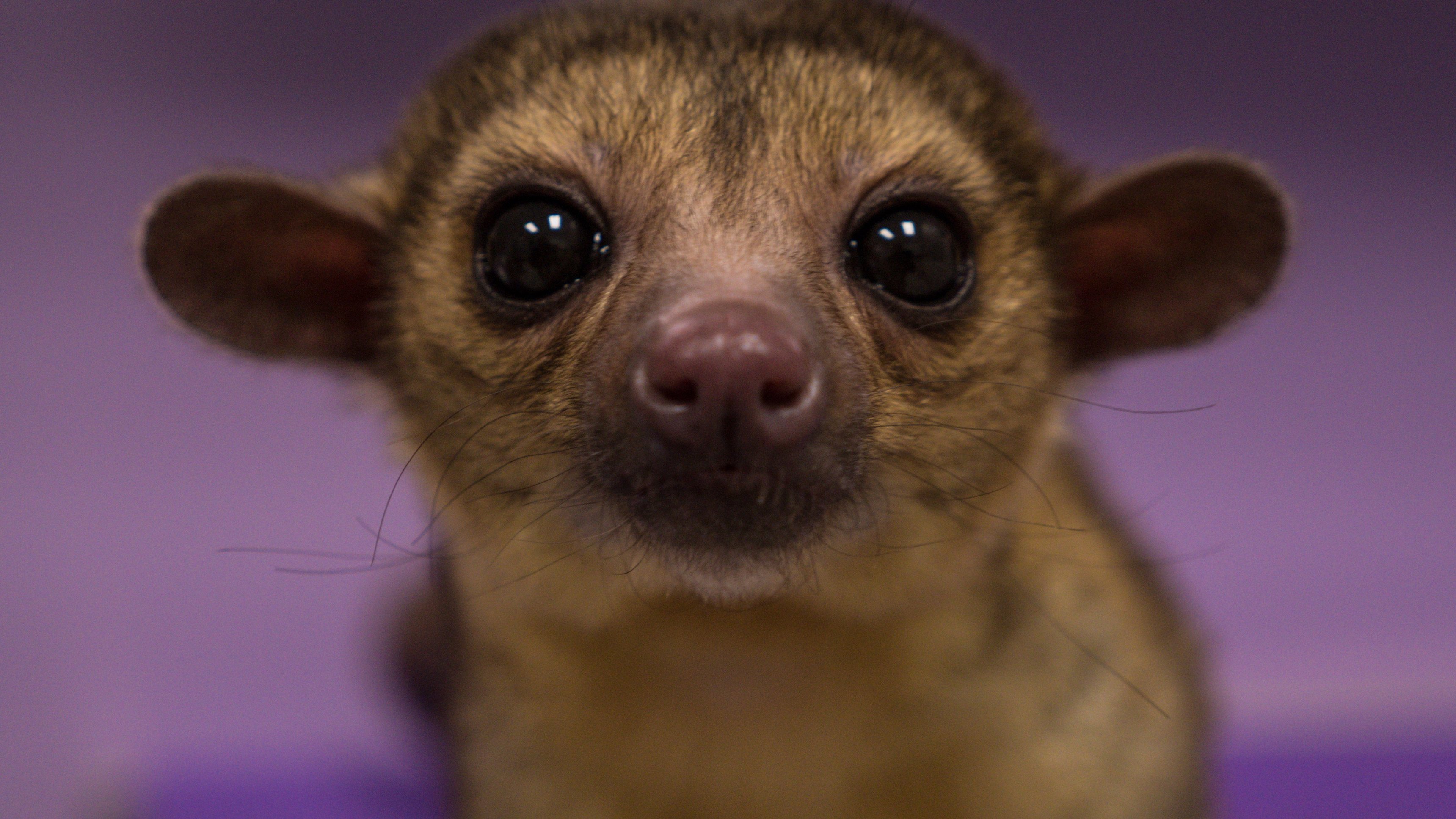 4. California Dreamin'