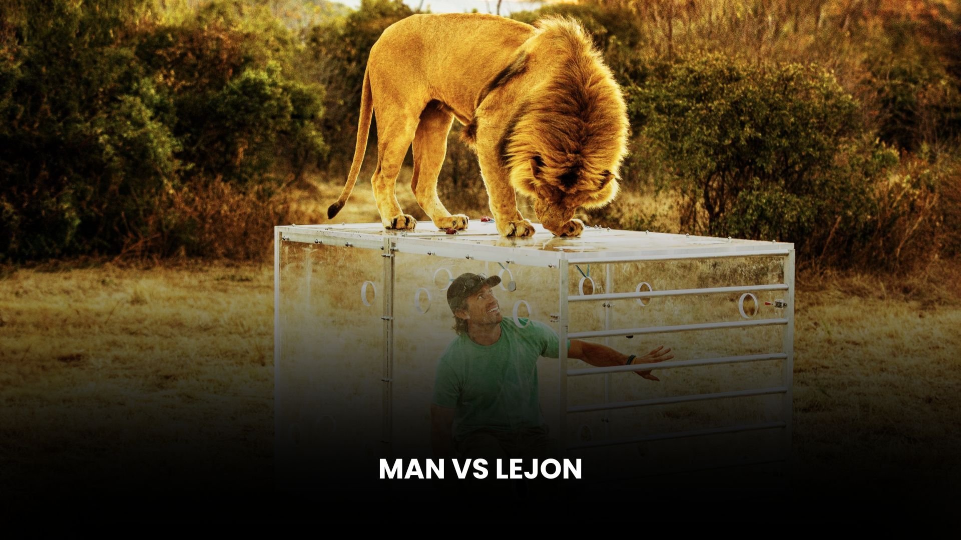 Man vs lejon