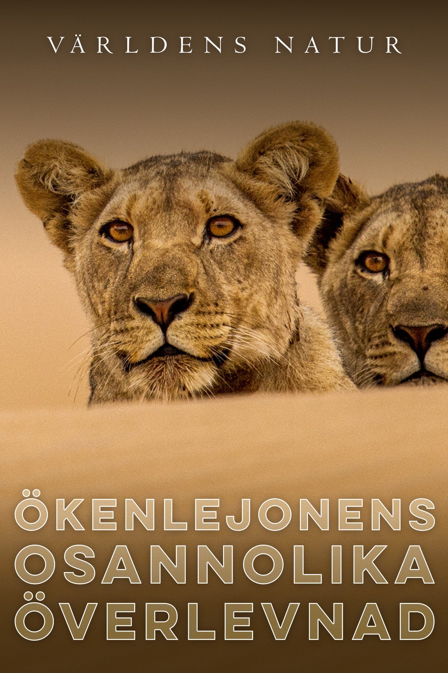 Världens natur: Ökenlejonens osannolika överlevnad