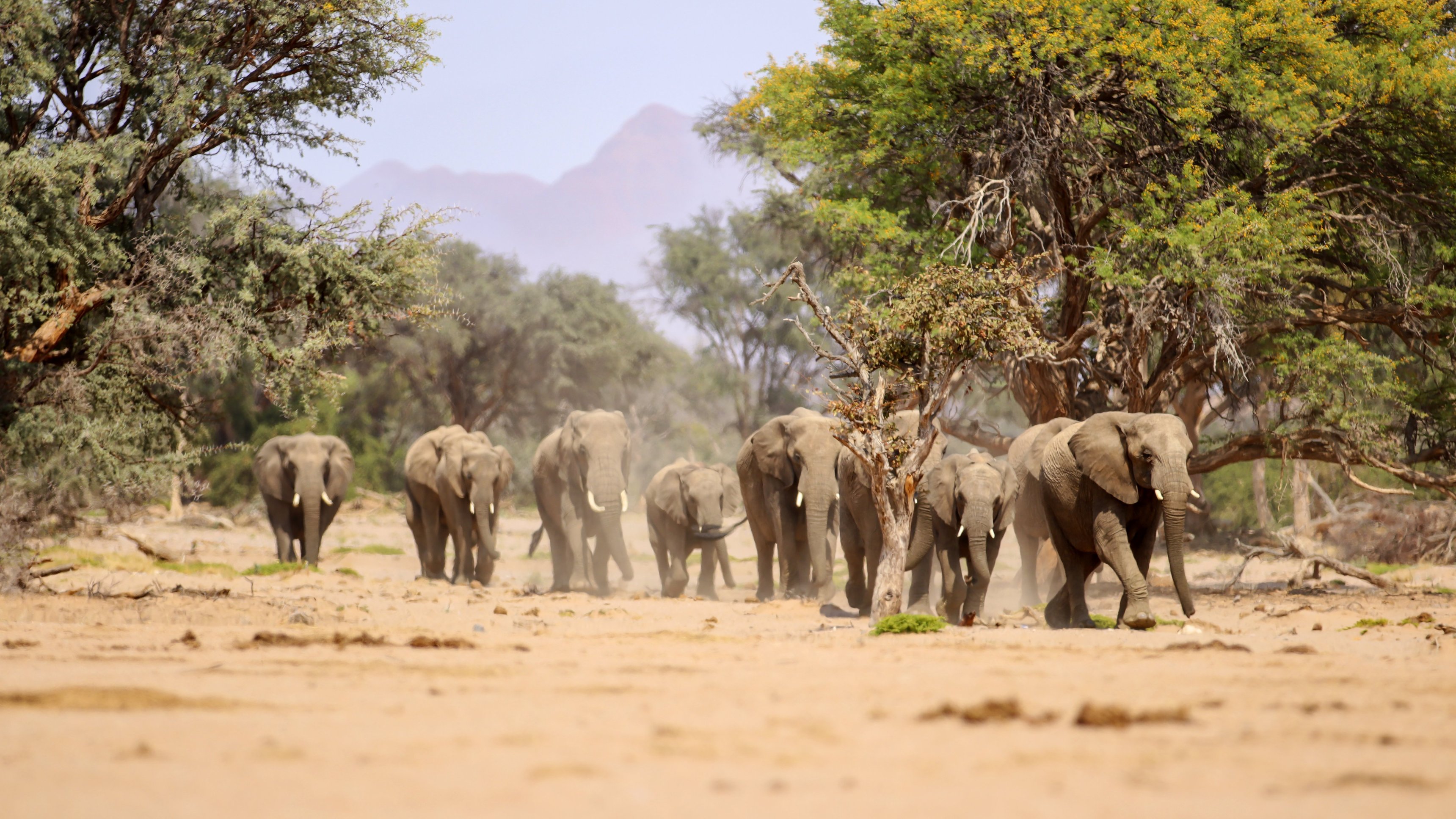 Naturens kvinnliga ledare