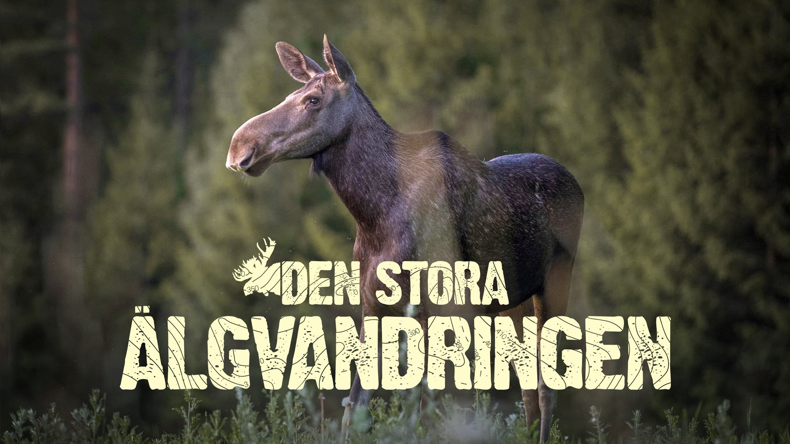 Den stora älgvandringen