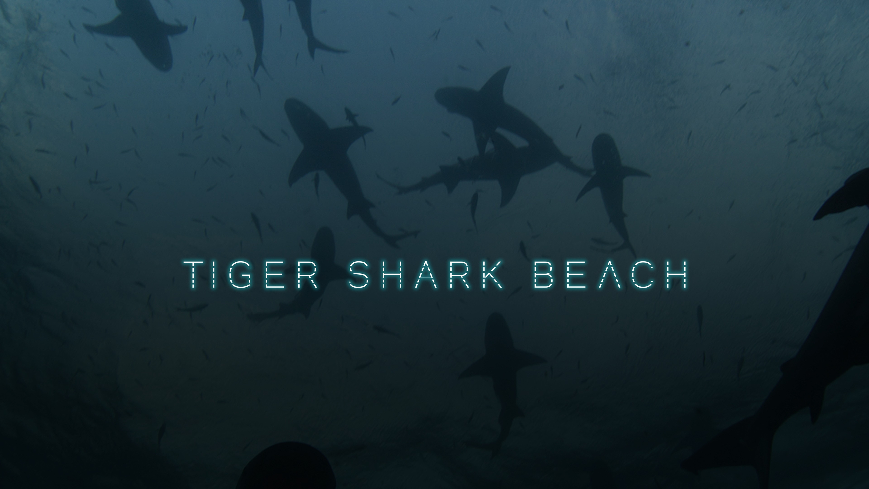 Tiger Shark Beach