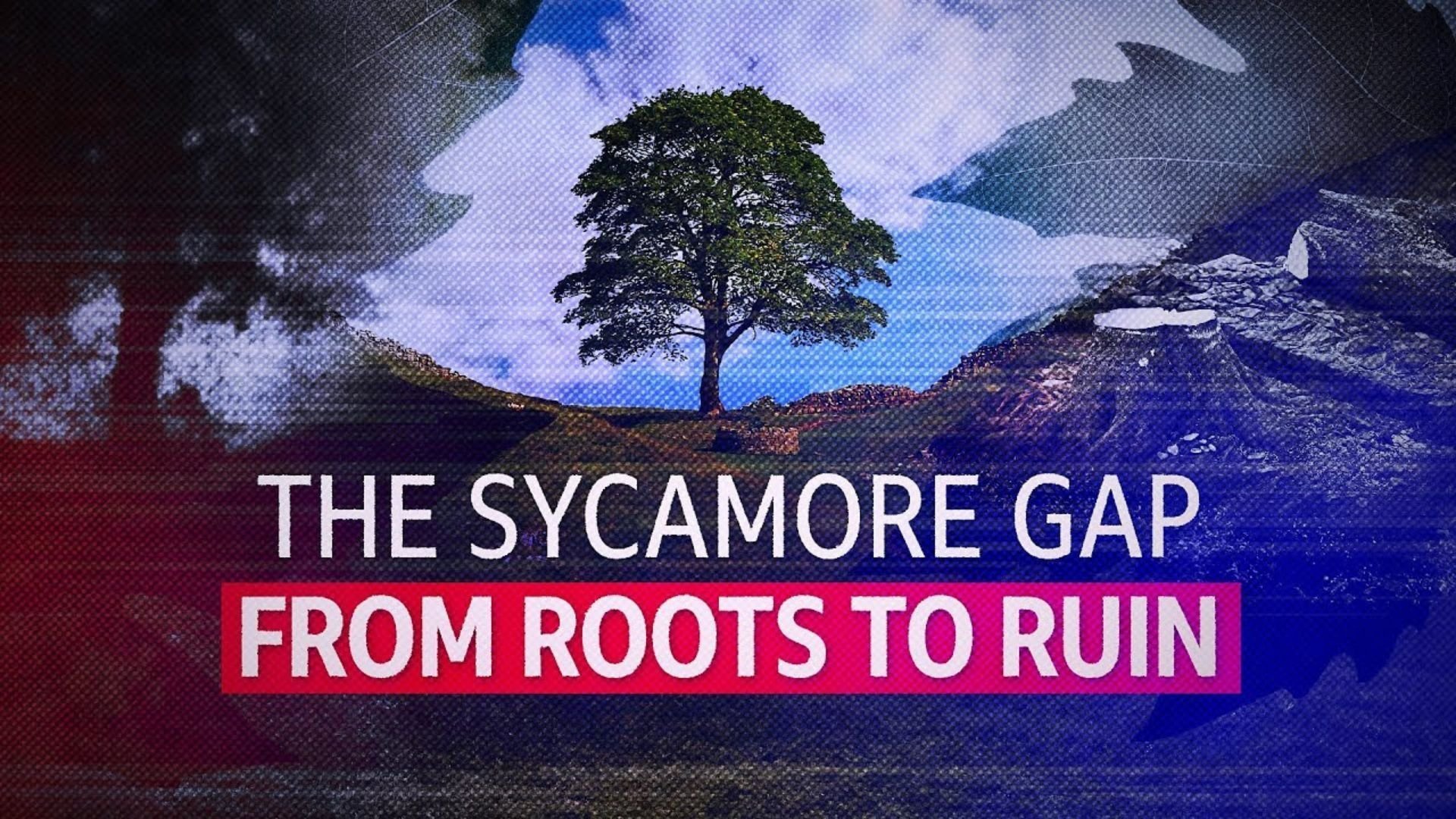 The Sycamore Gap: From Roots to Ruin