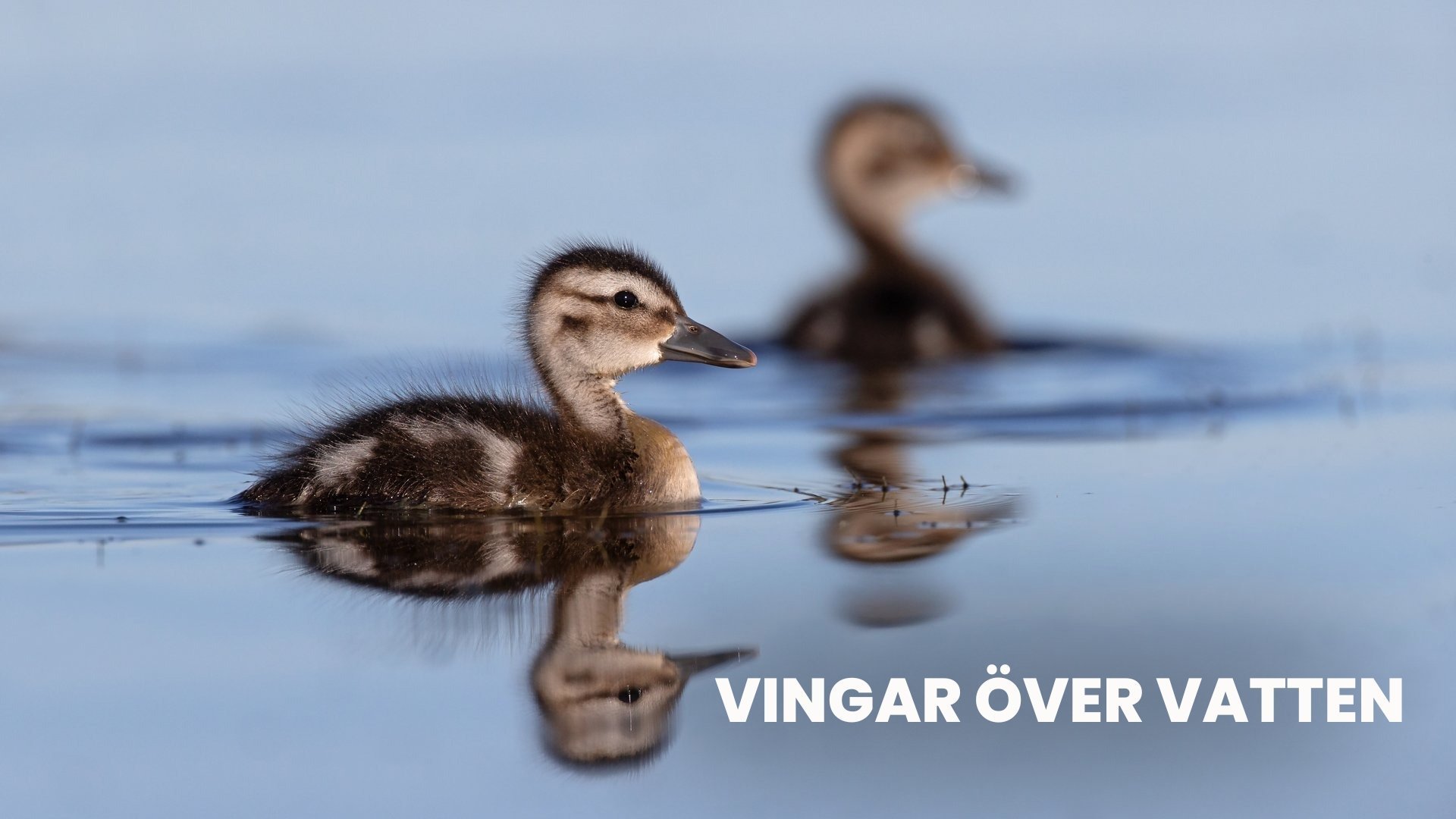 Vingar över vatten