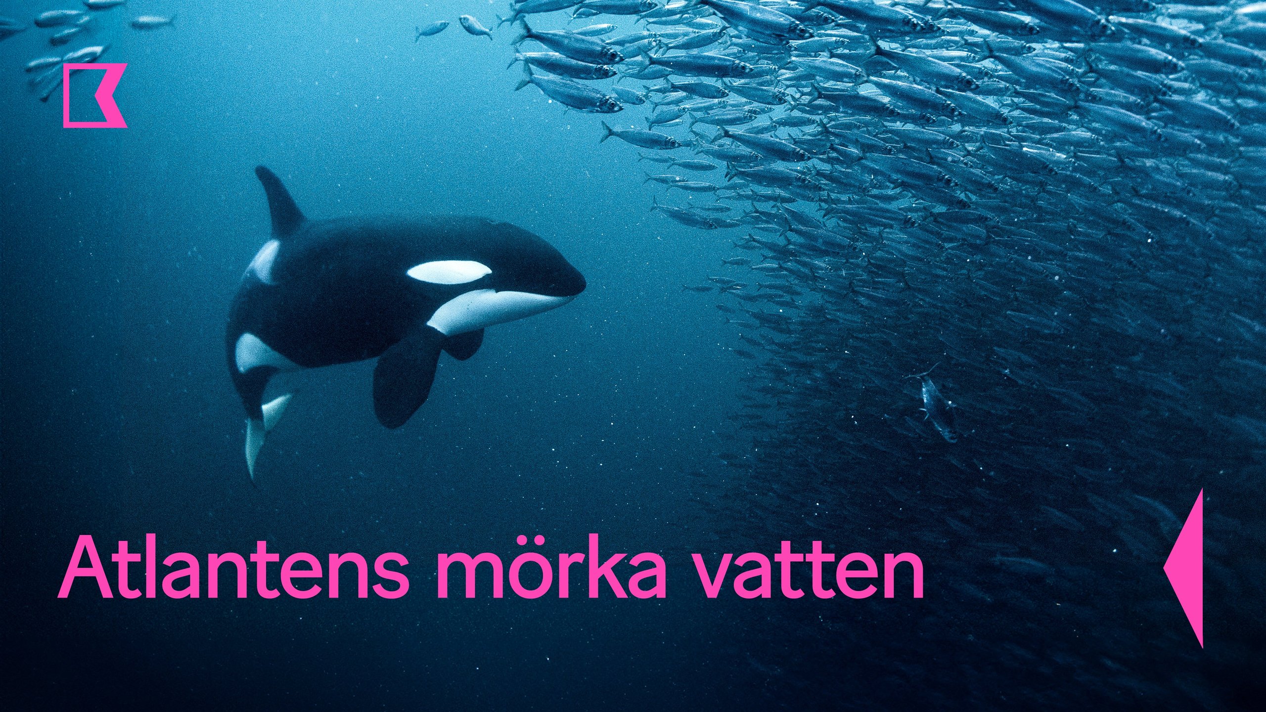 Atlantens mörka vatten