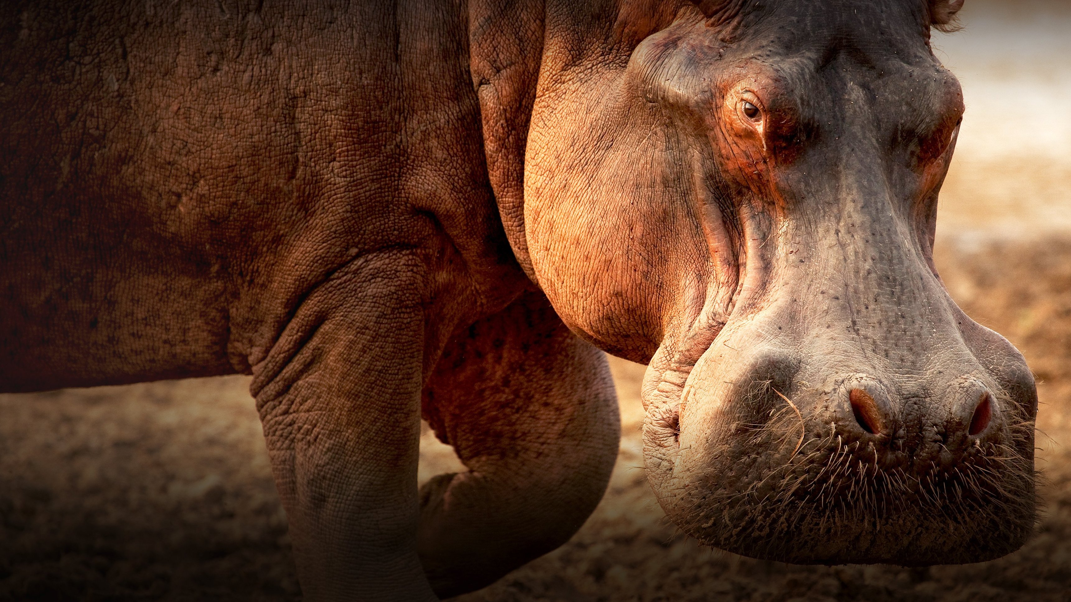 Världens natur: Flodhästens äventyr