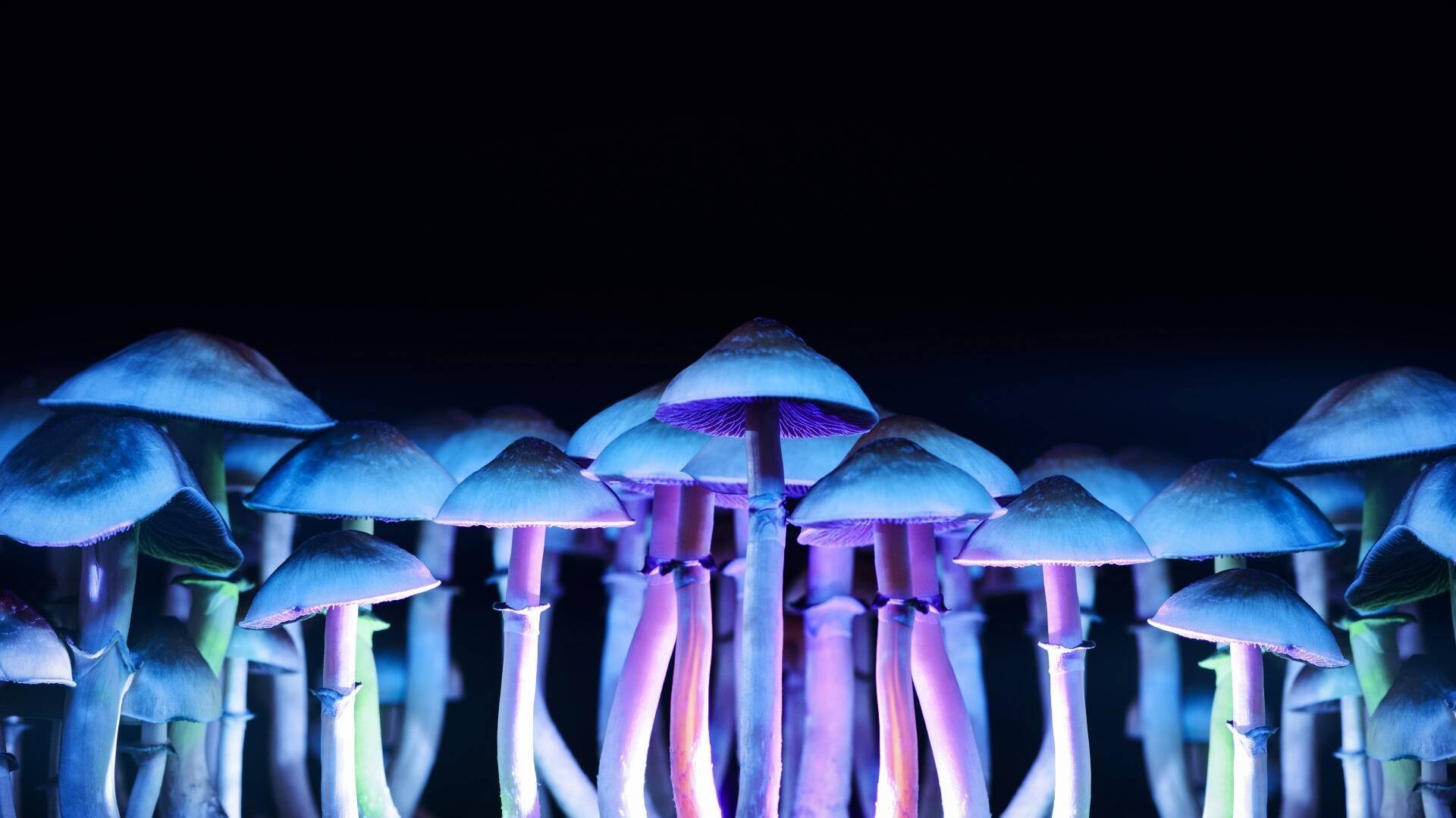 Vetenskapens värld: Frisk av magiska svampar